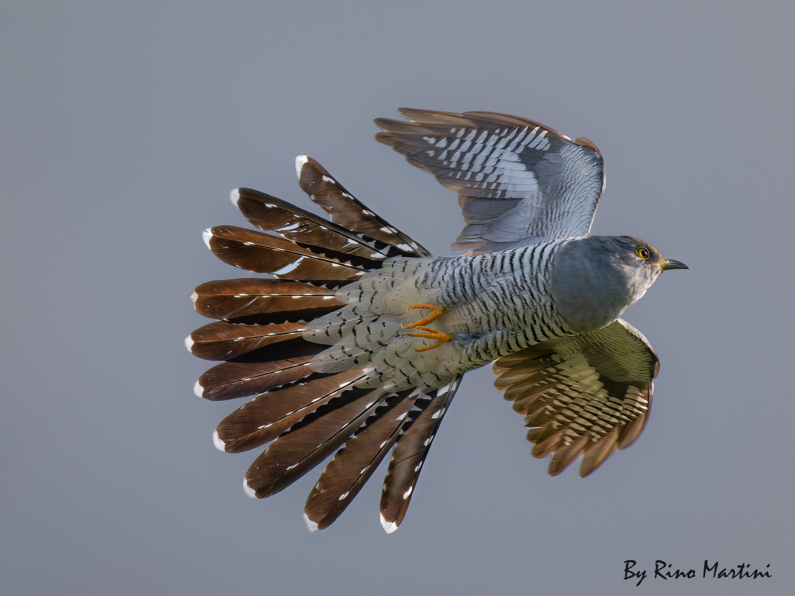 The Cuckoo in Flight