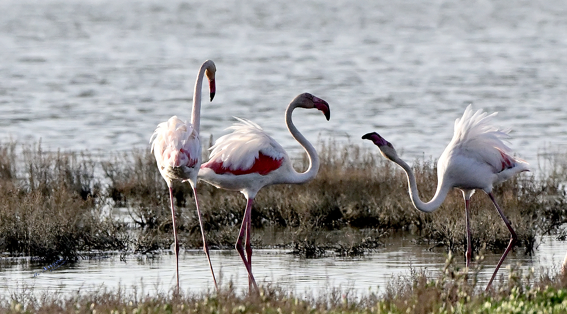 " qualche batibecco "    (Fenicotteri rosa)