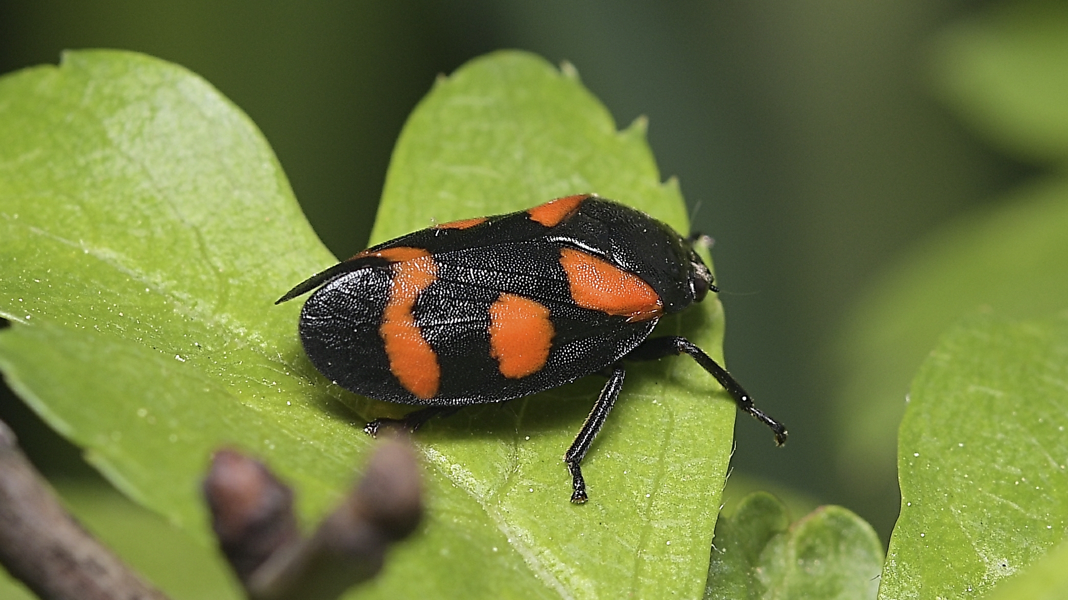 Cercopis vulnerata