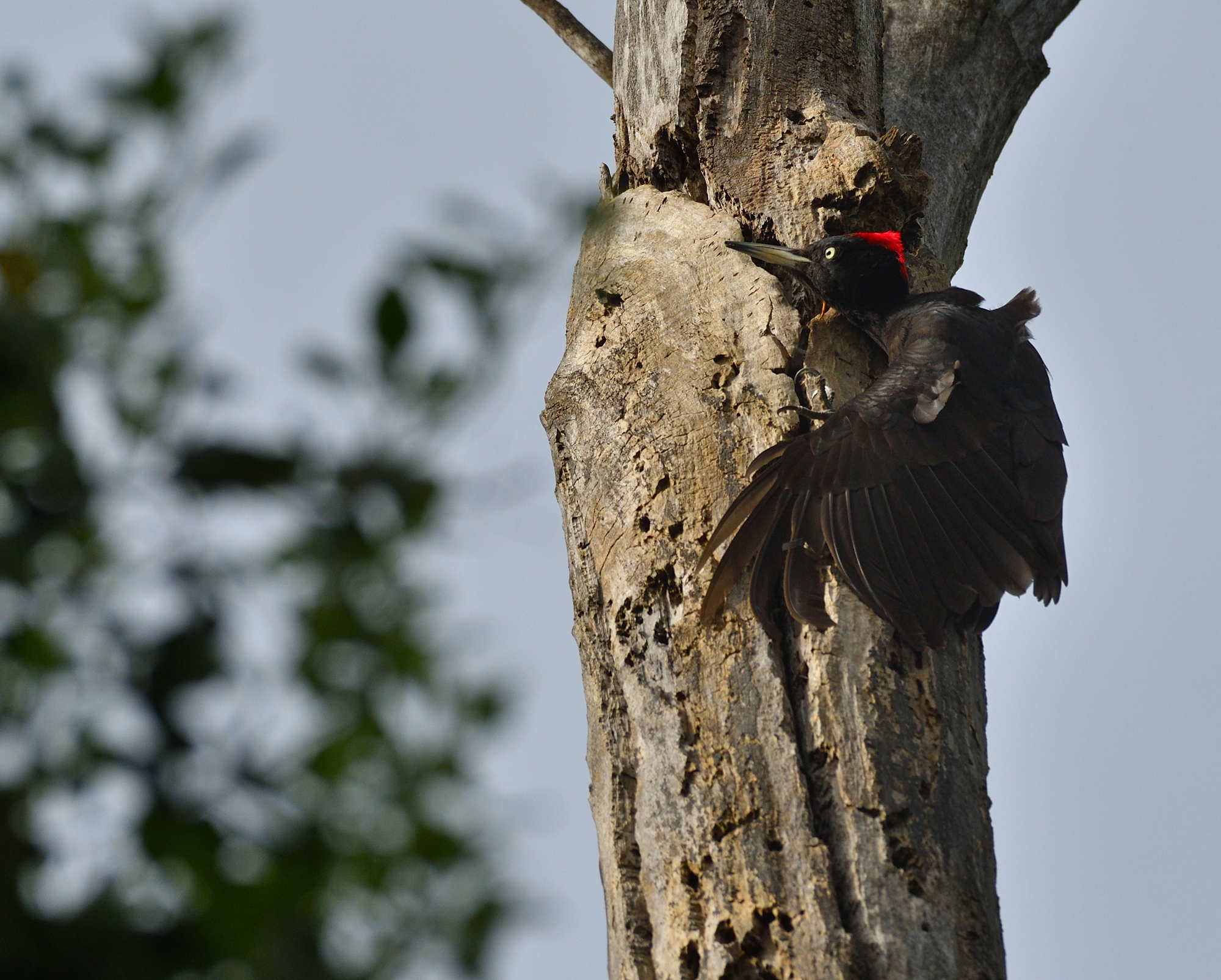 stretching del nero...