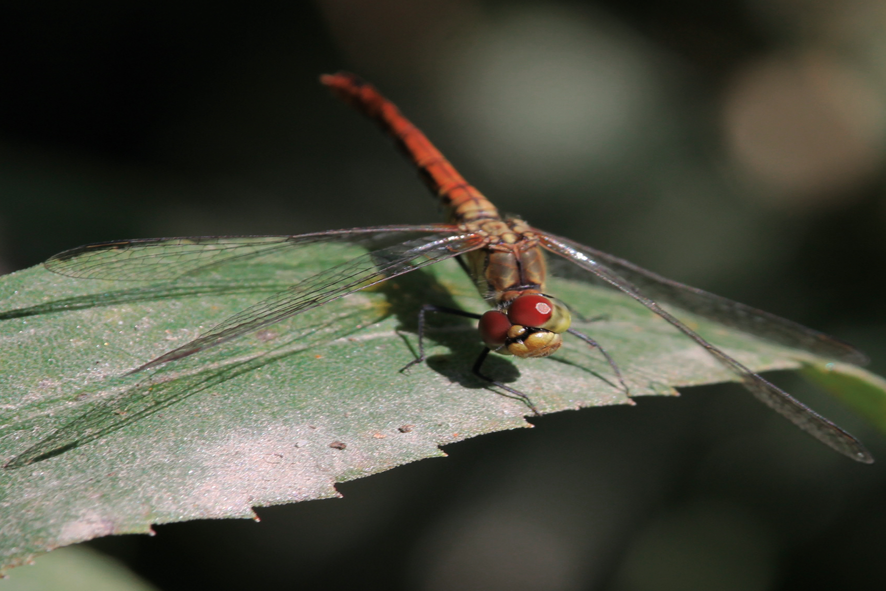 Libellula
