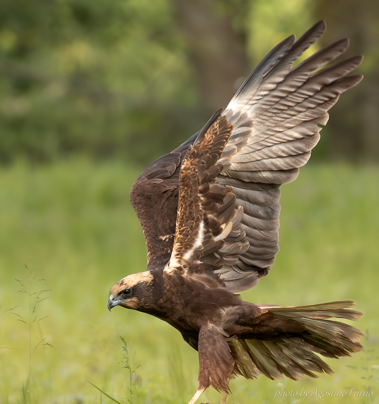 Marsh Harrier