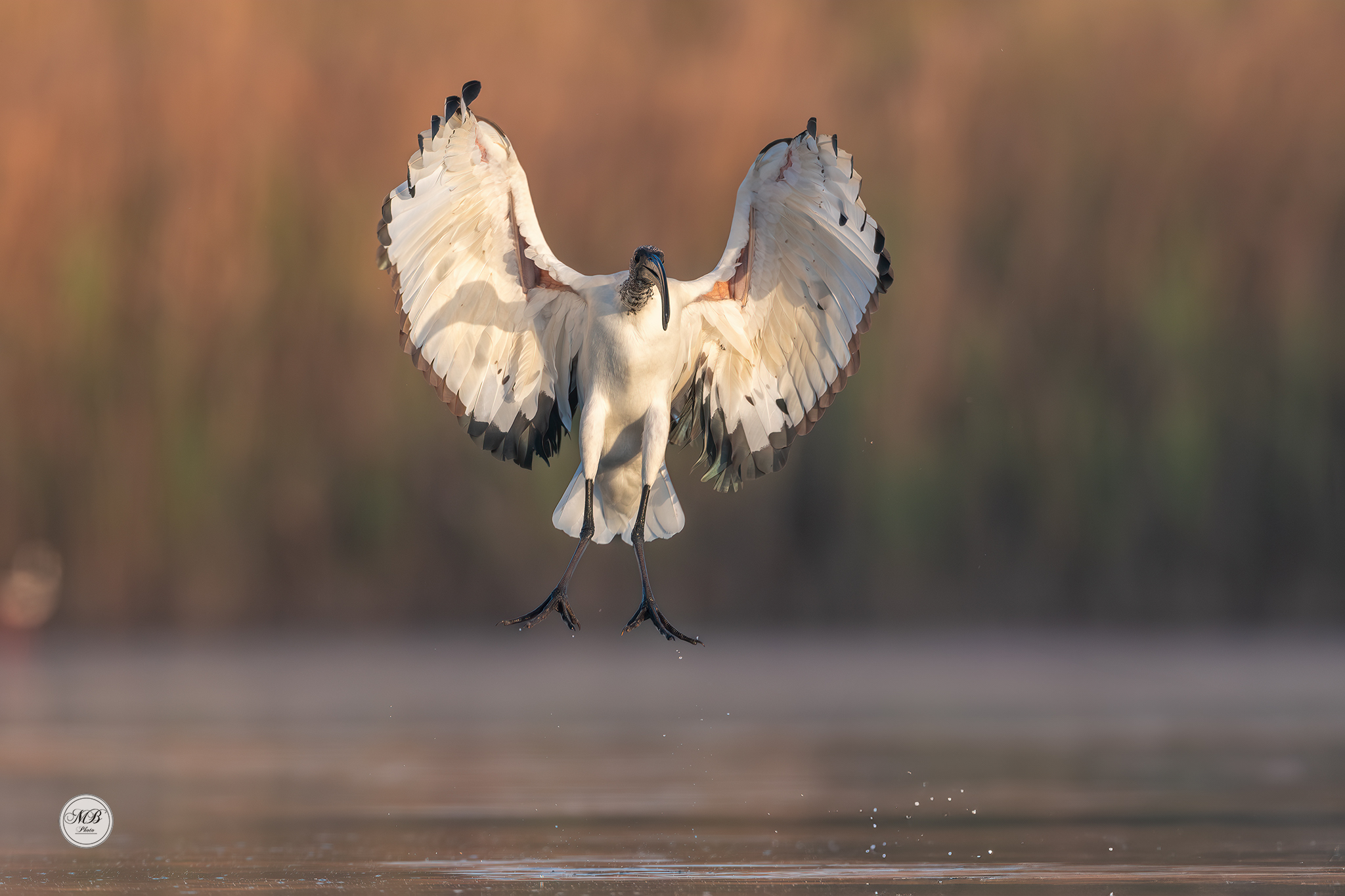 Carrello d'atterraggio aperto..!!