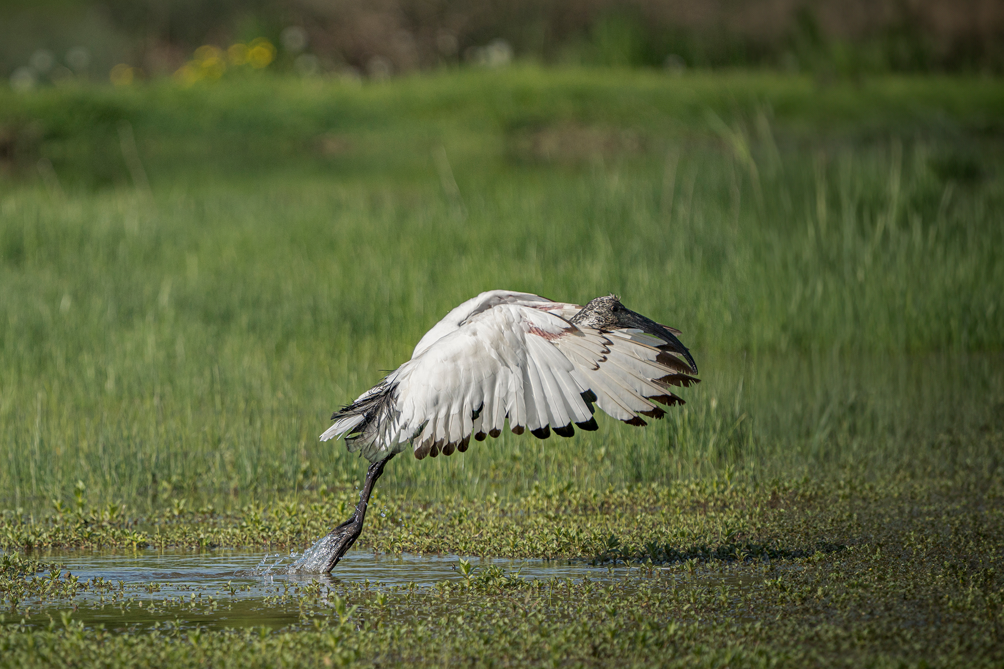 Sacred Ibis