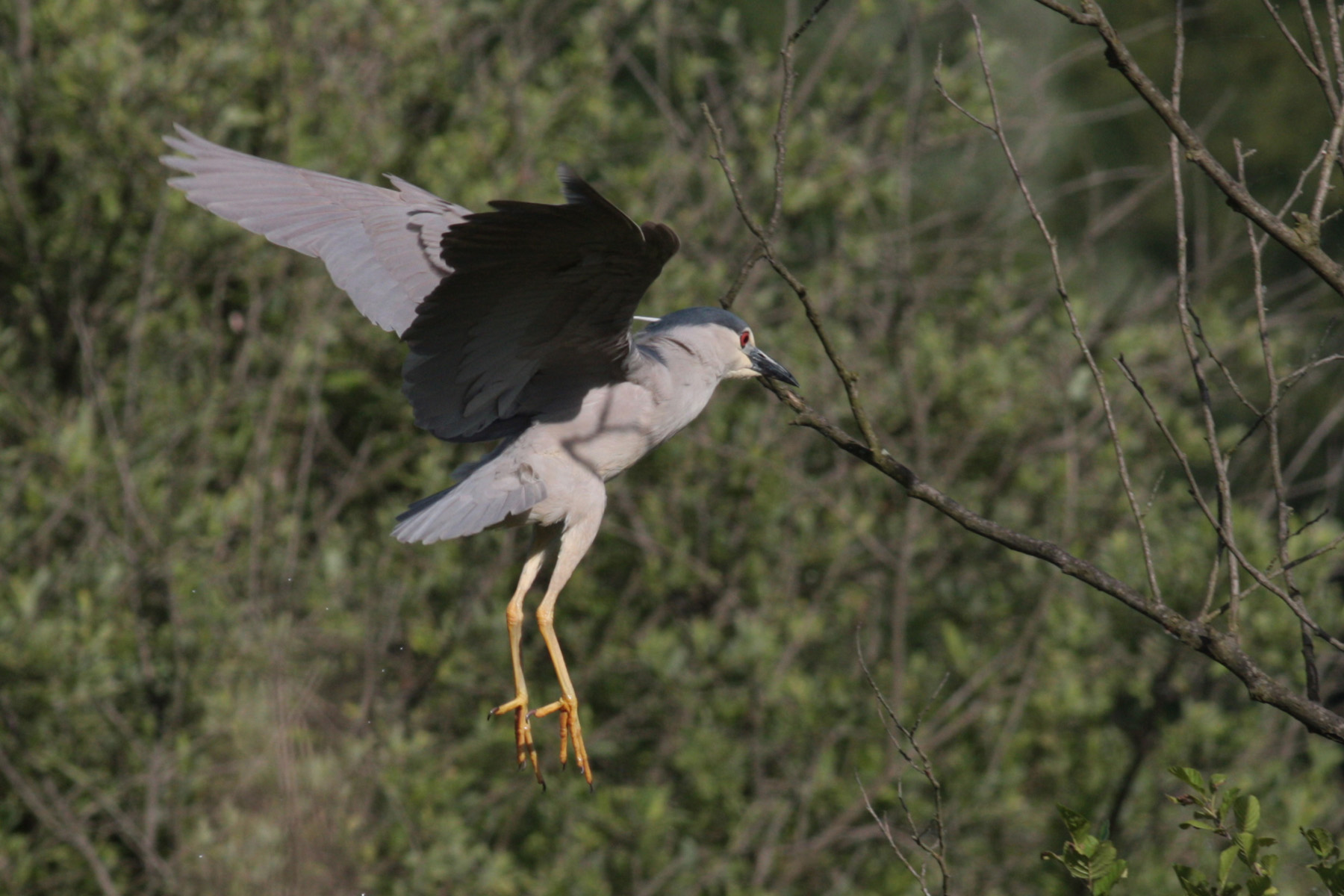 Night Heron in the swamp of Candia