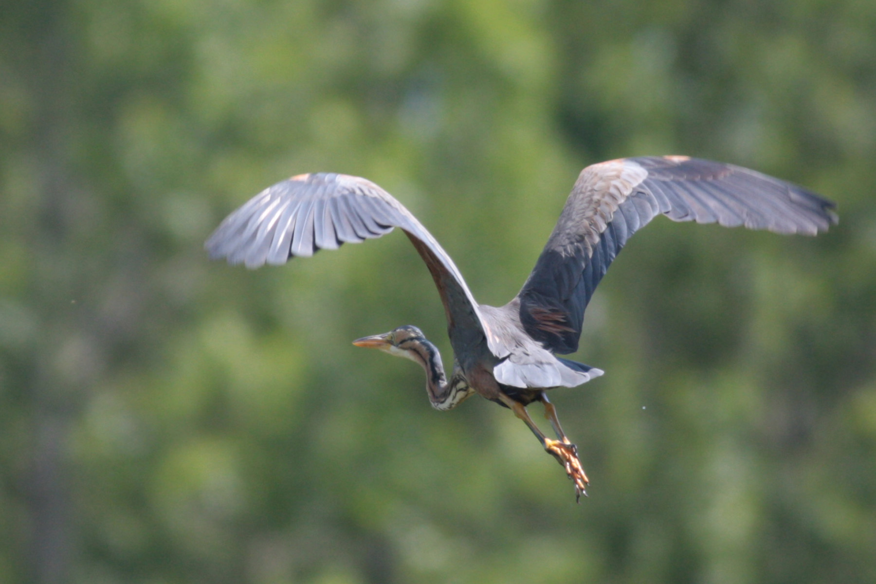 purple heron