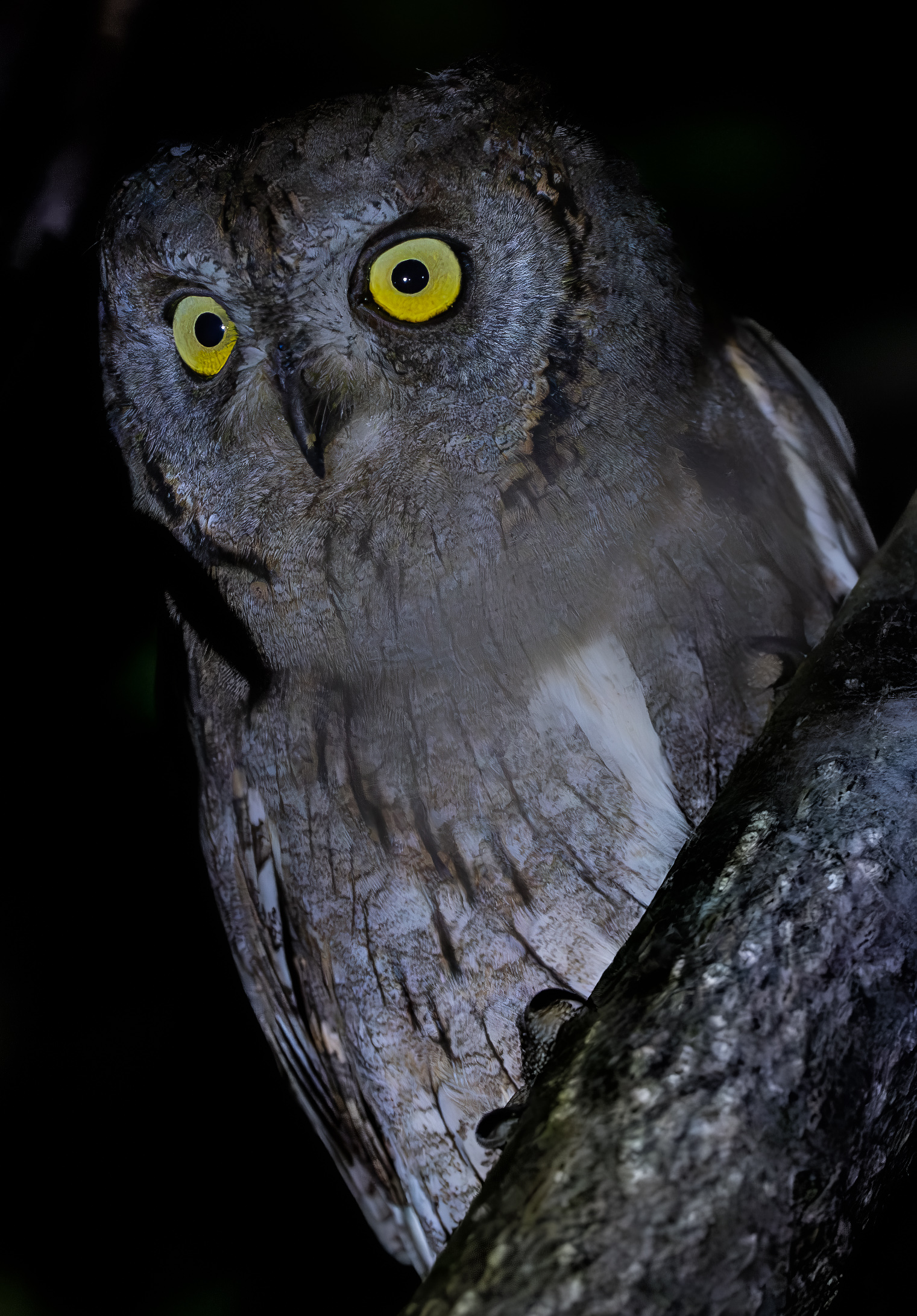 Scops owl