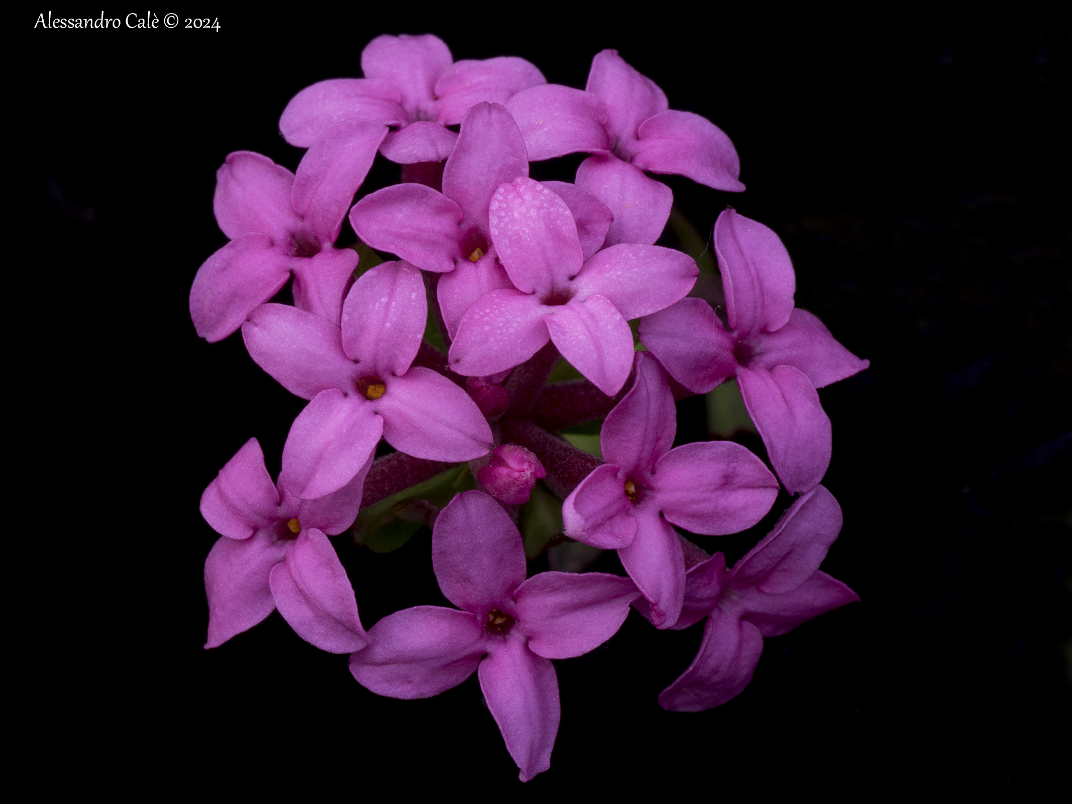 Daphne cneorum 7712