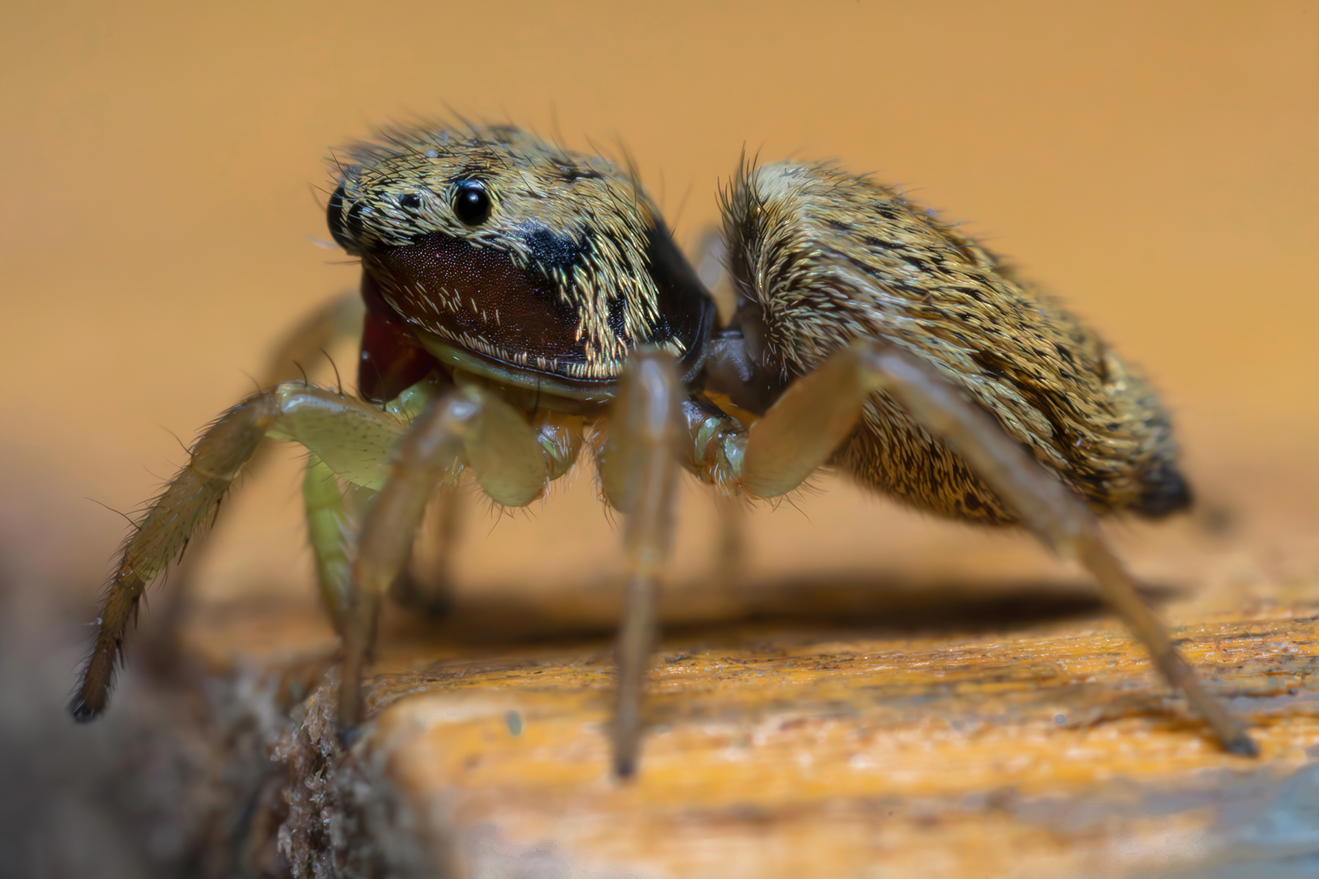 Heliophanus tribulosus