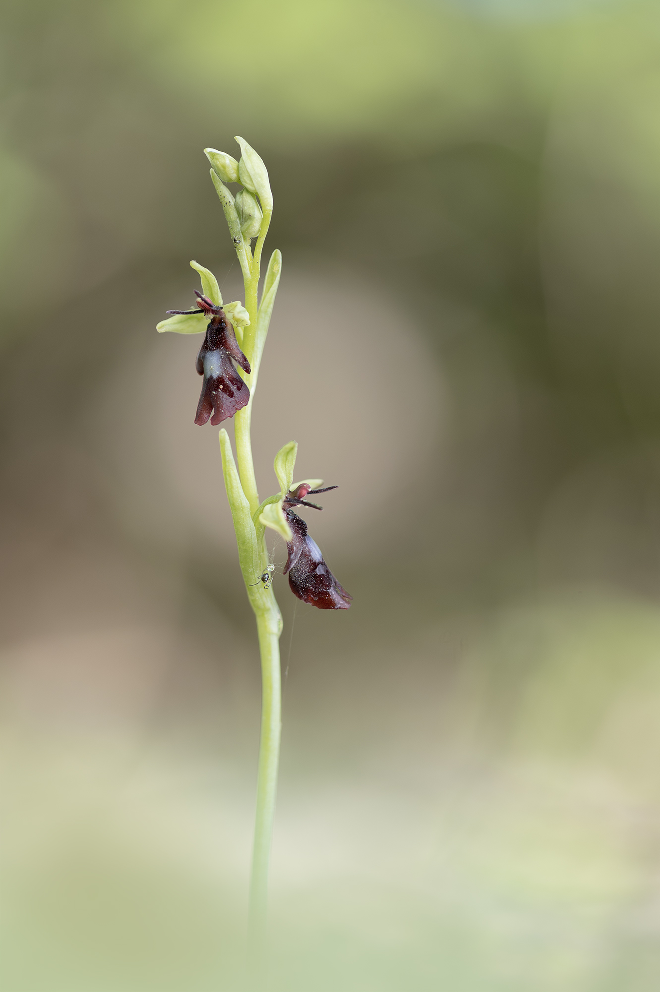 Ophrys insectifera
