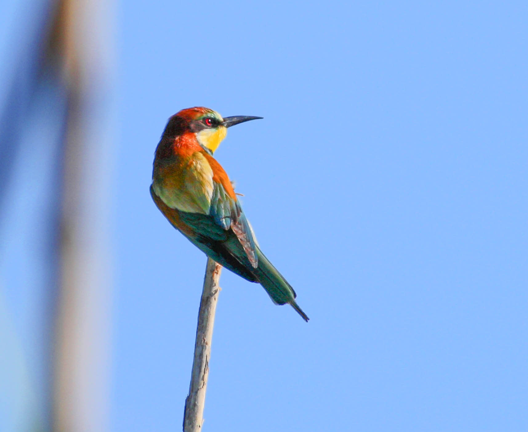Bee-eater