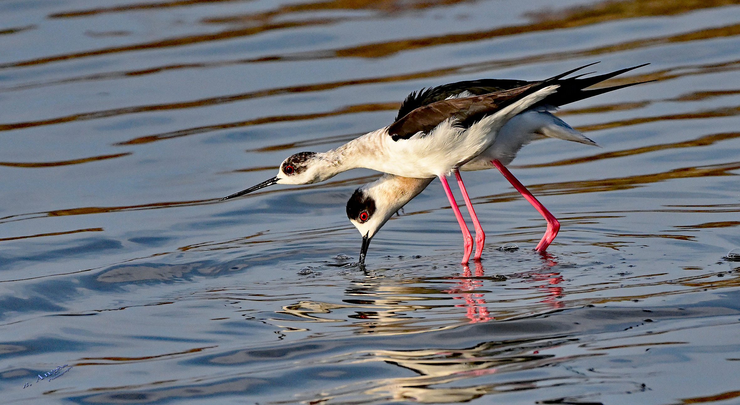 " corteggiamento "  ( Cavalieri d'Italia )