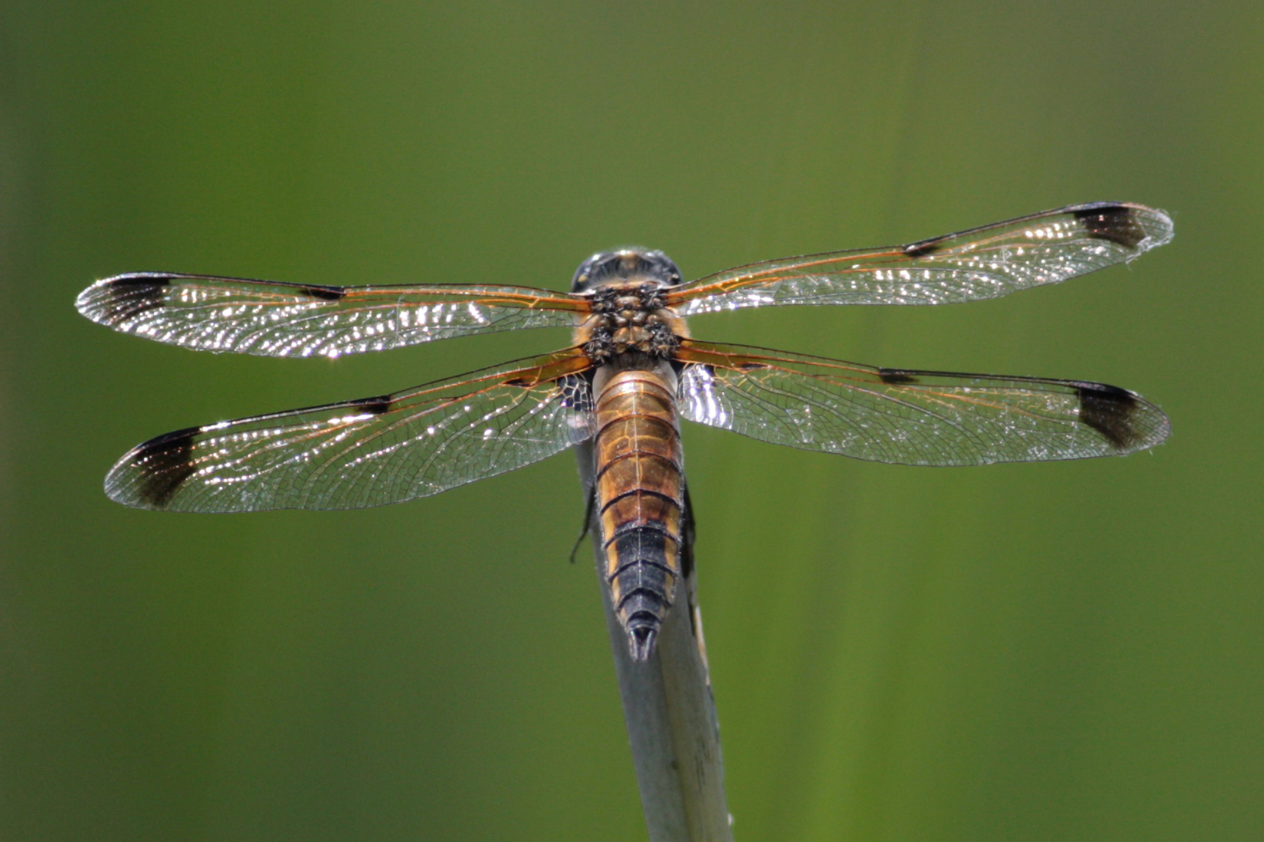 libellula