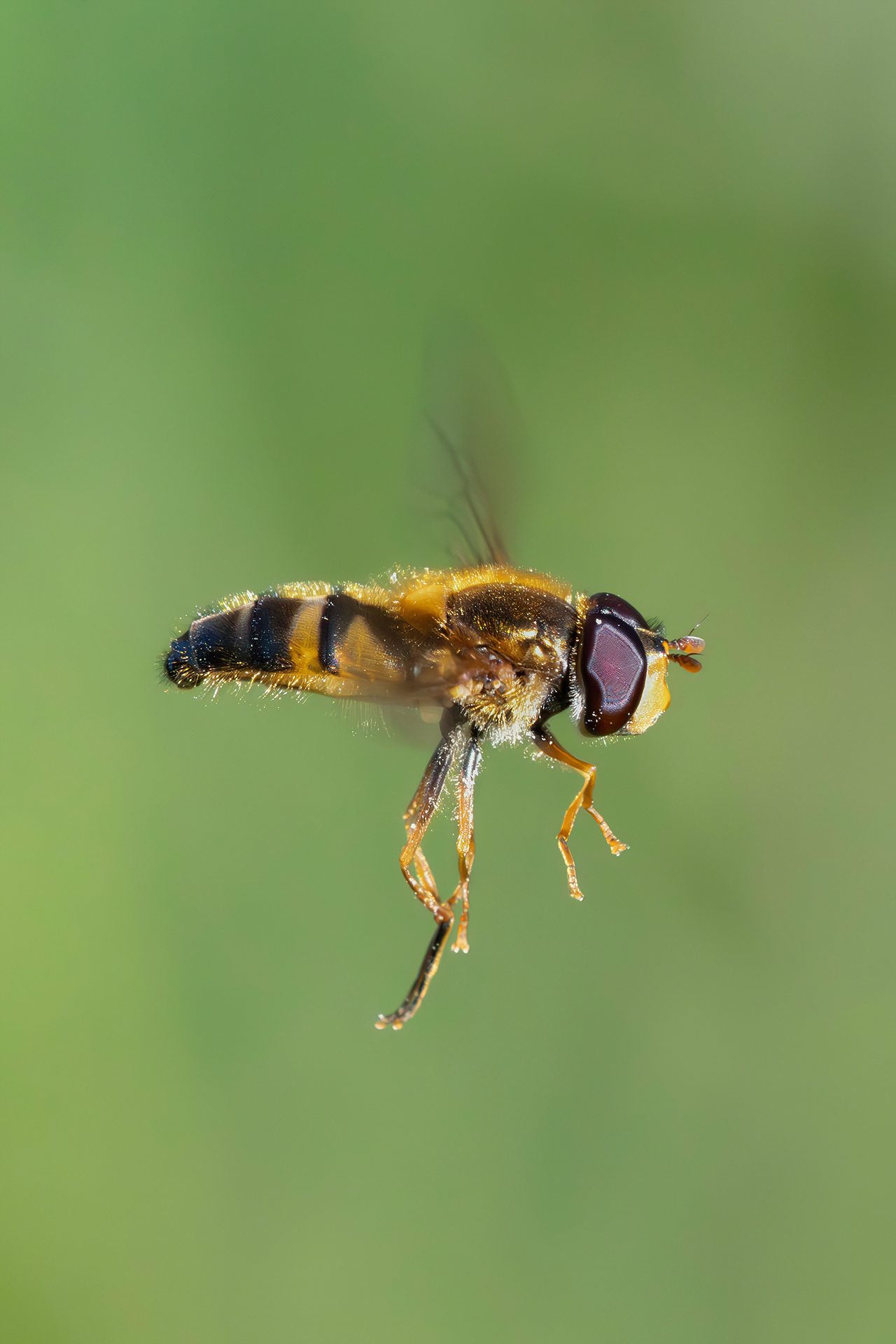 Syrphidae sp.