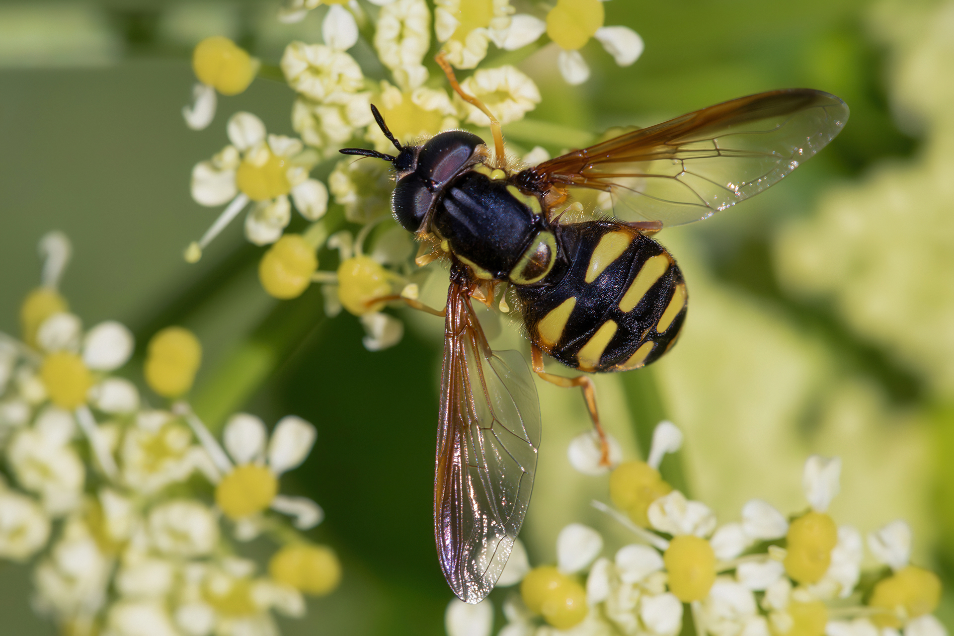 Chrysotoxum intermedium