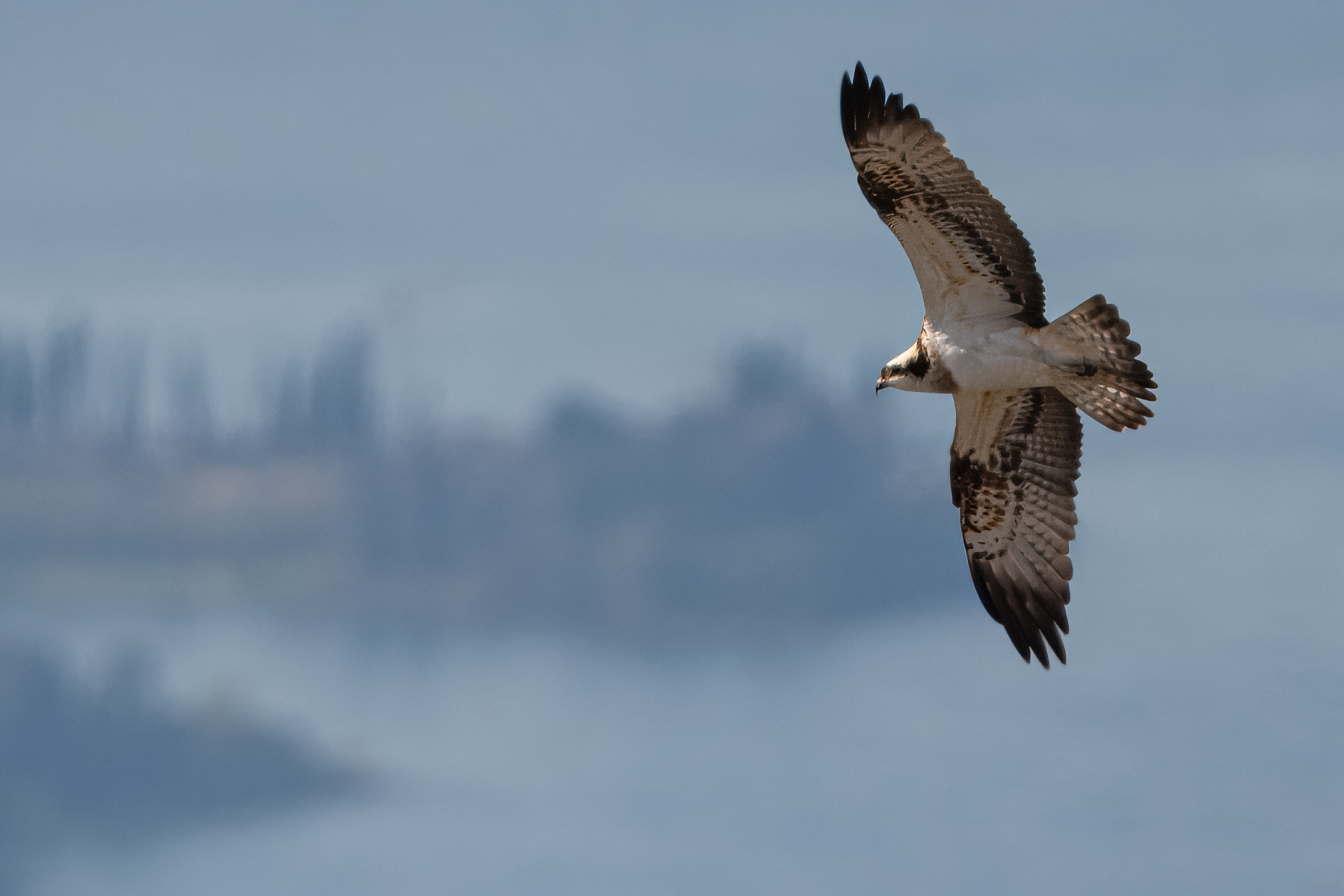 The Fisherman on Punta S. Vigilio
