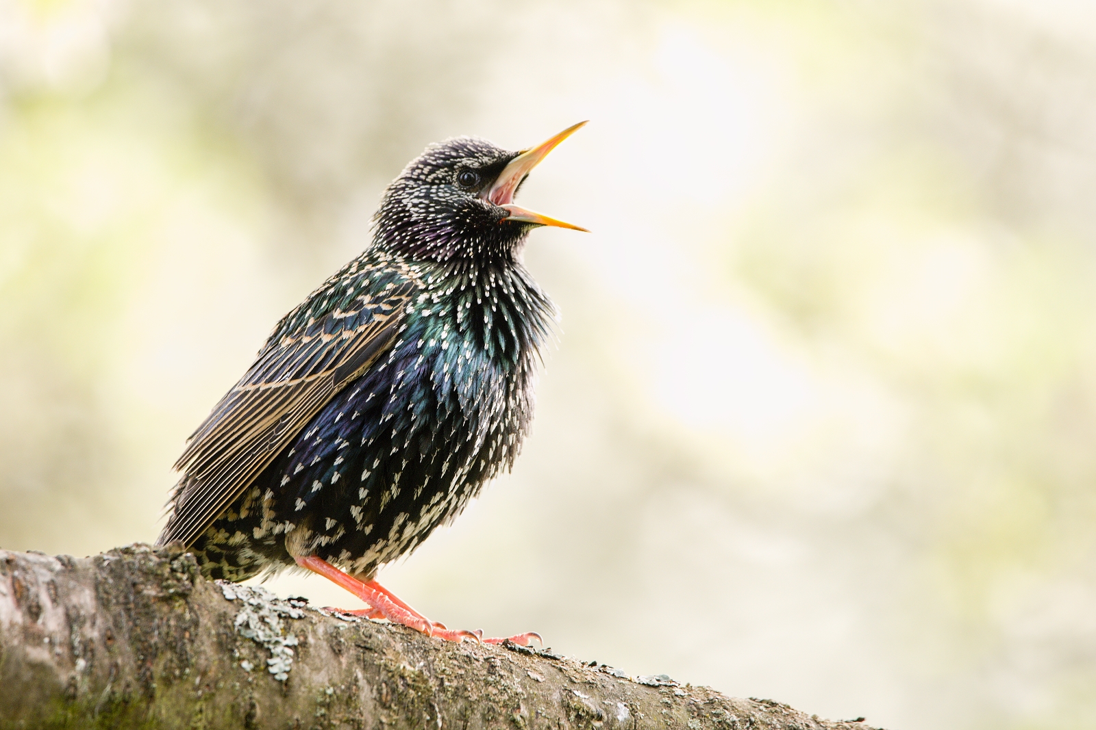 starling