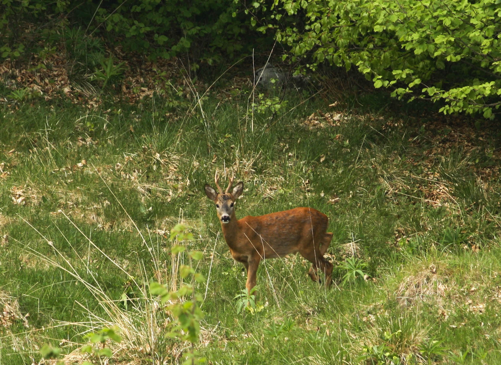 Capriolo (Capreolus capreolus)