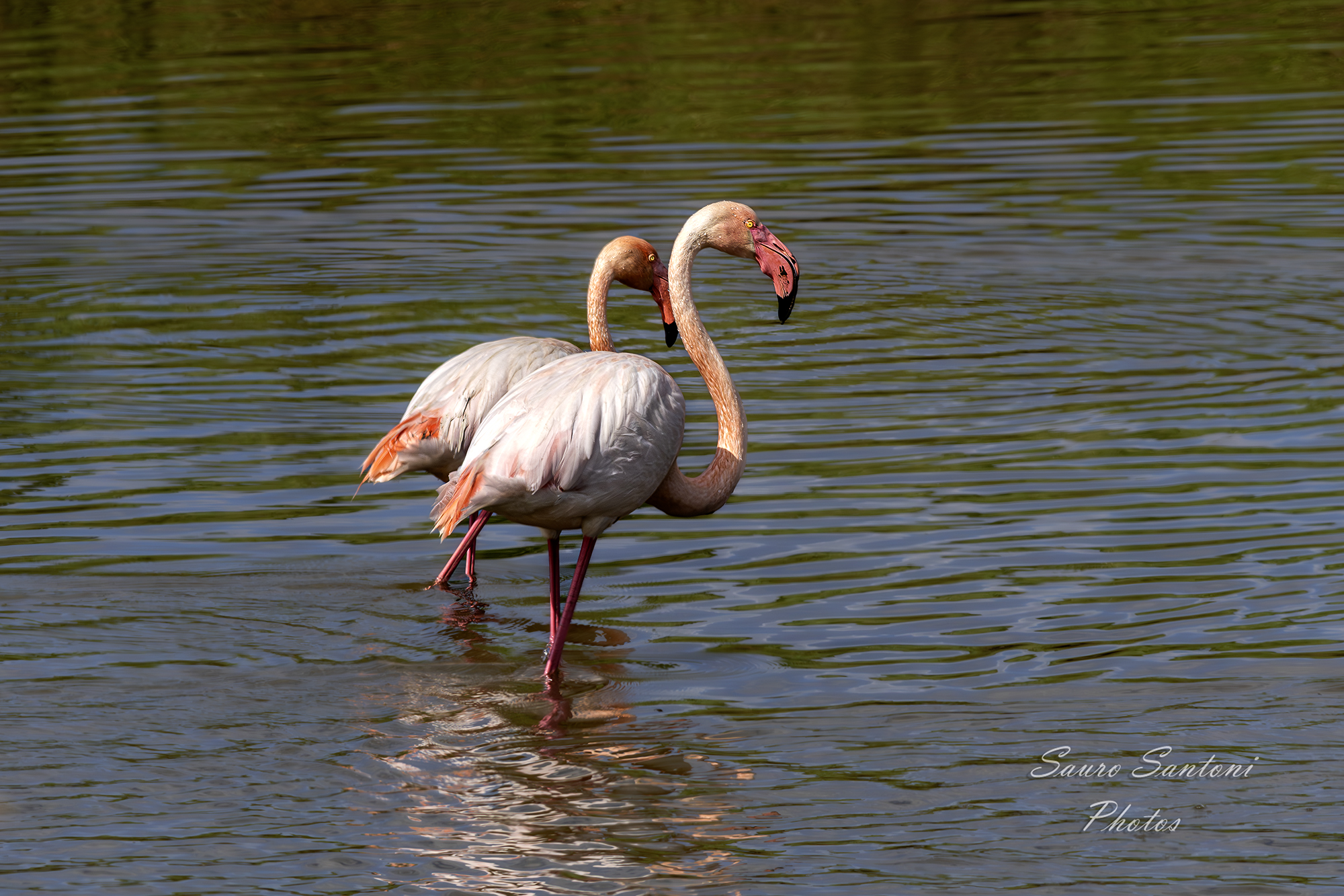 Phoenicopterus roseus