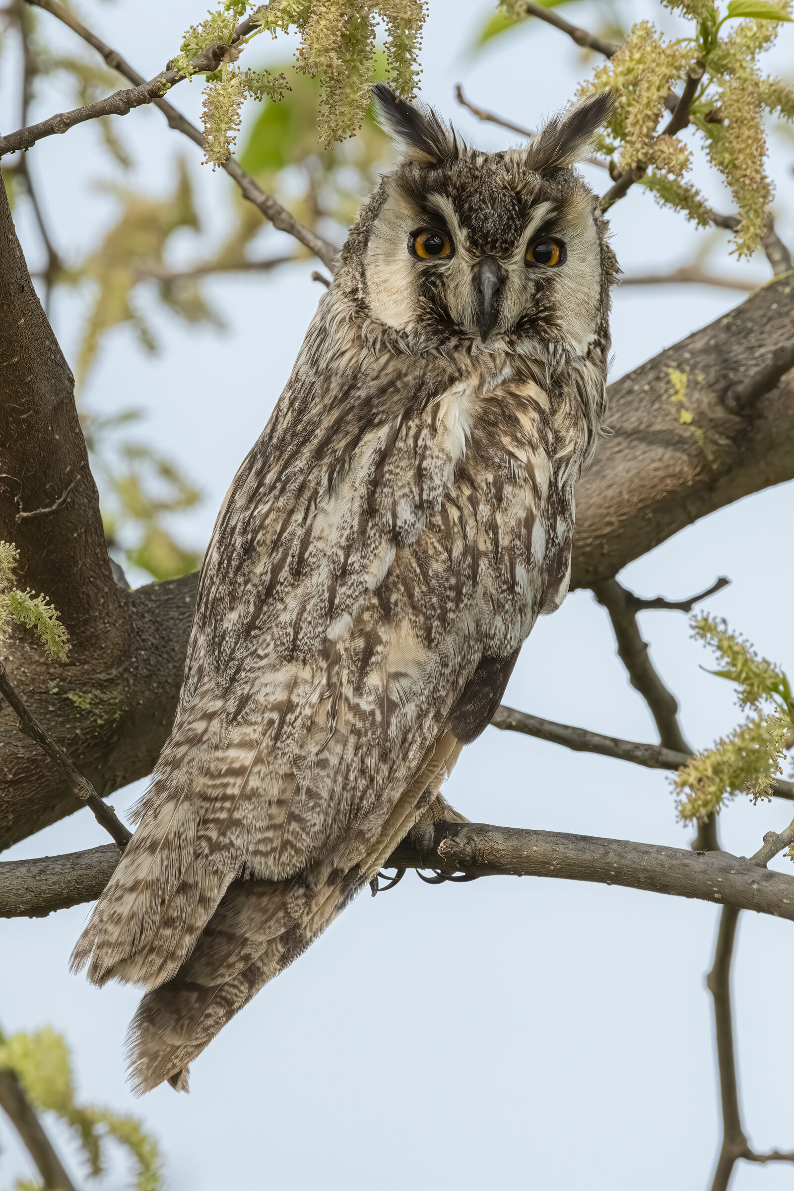 Long-eared owl