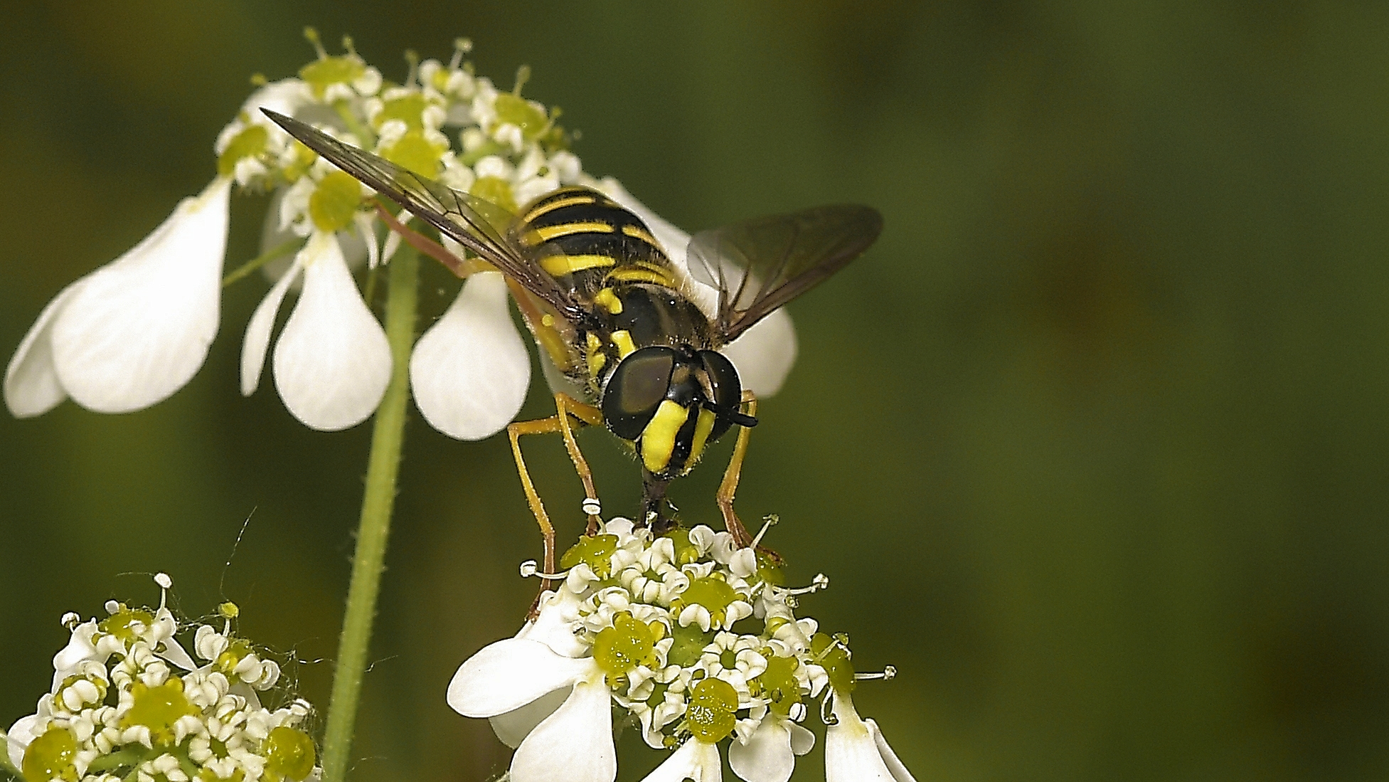 Sphaerophoria scripta