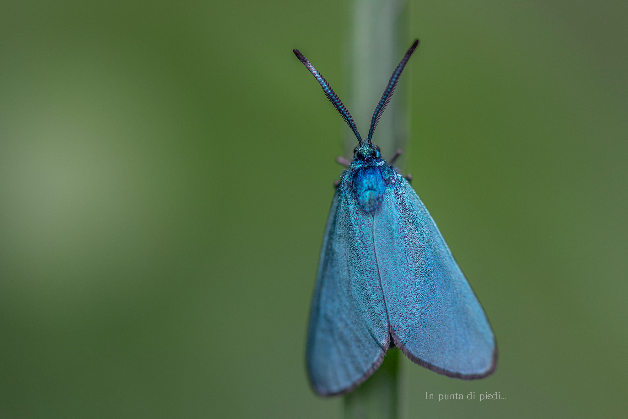 la Turquoise - the green forester - Adscita statices