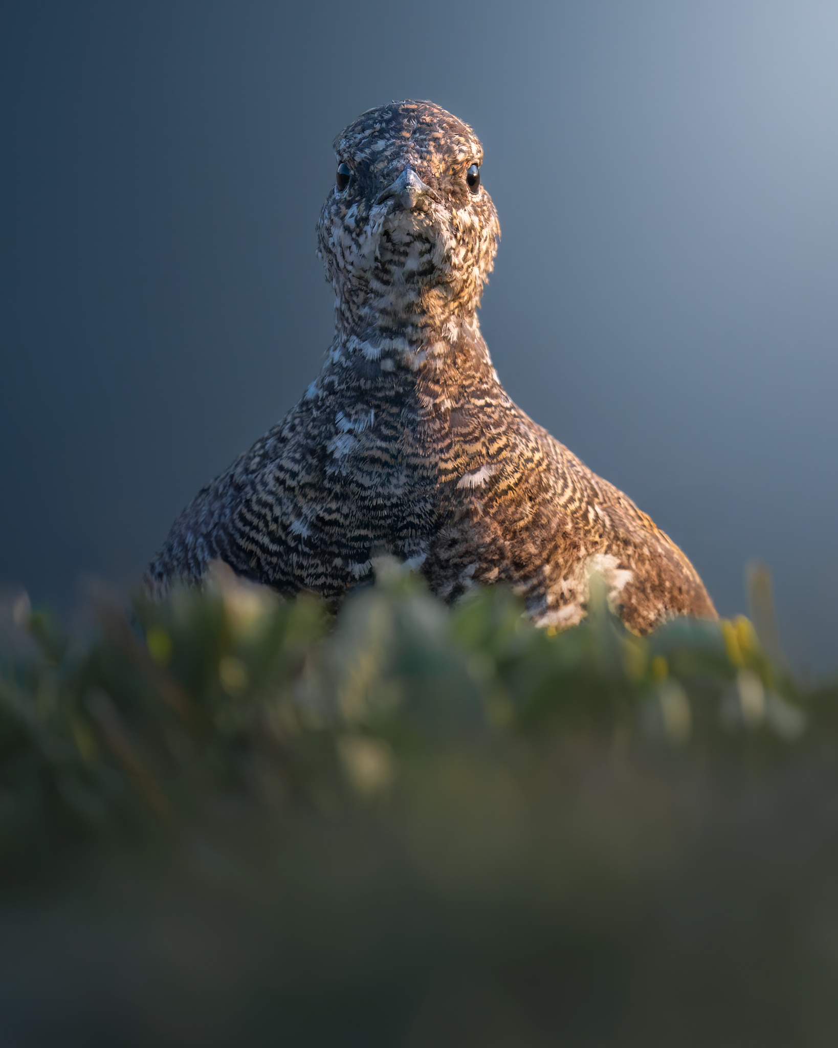 La pernice, con il suo manto estivo