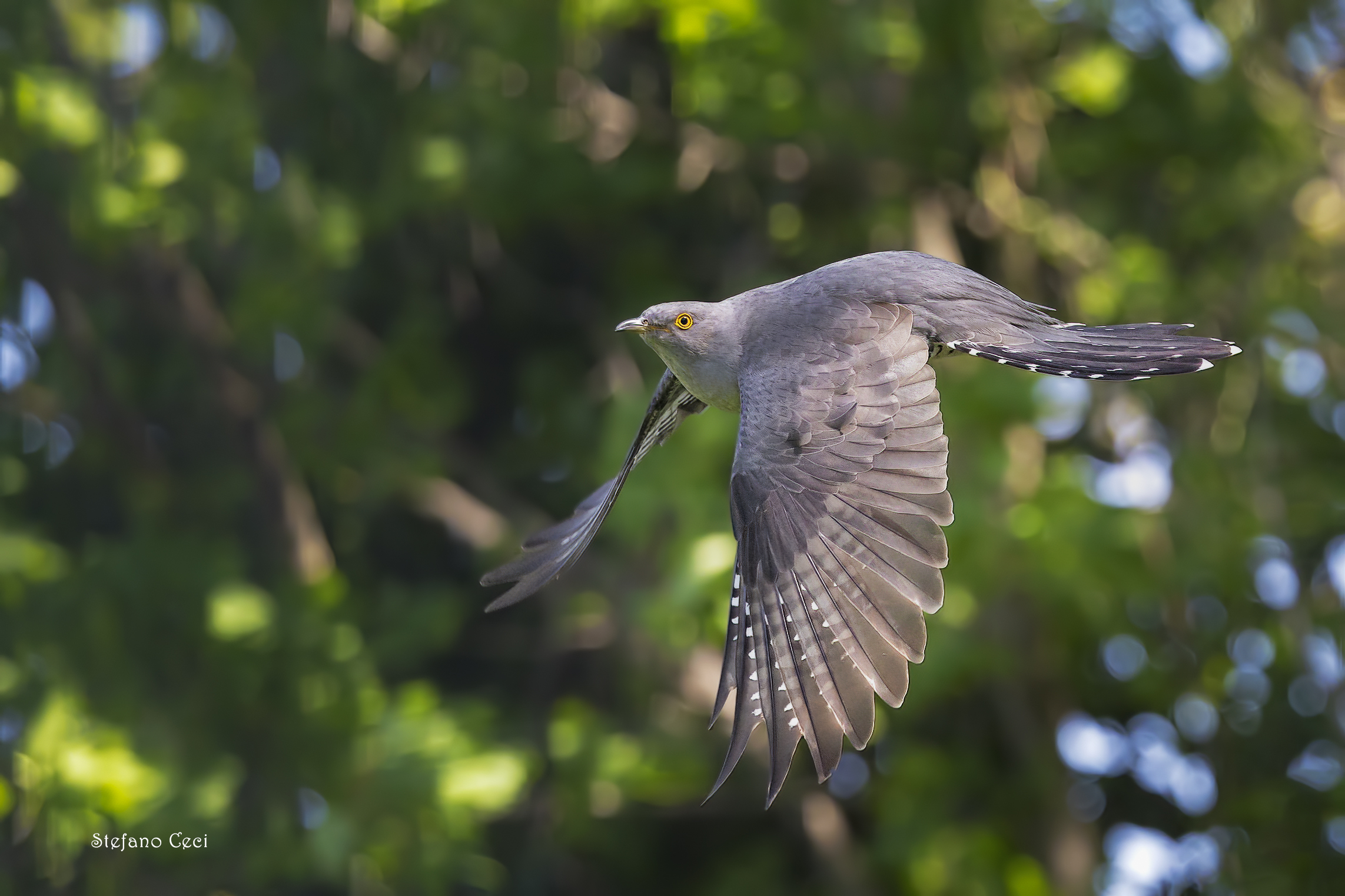 Cuckoo in flight