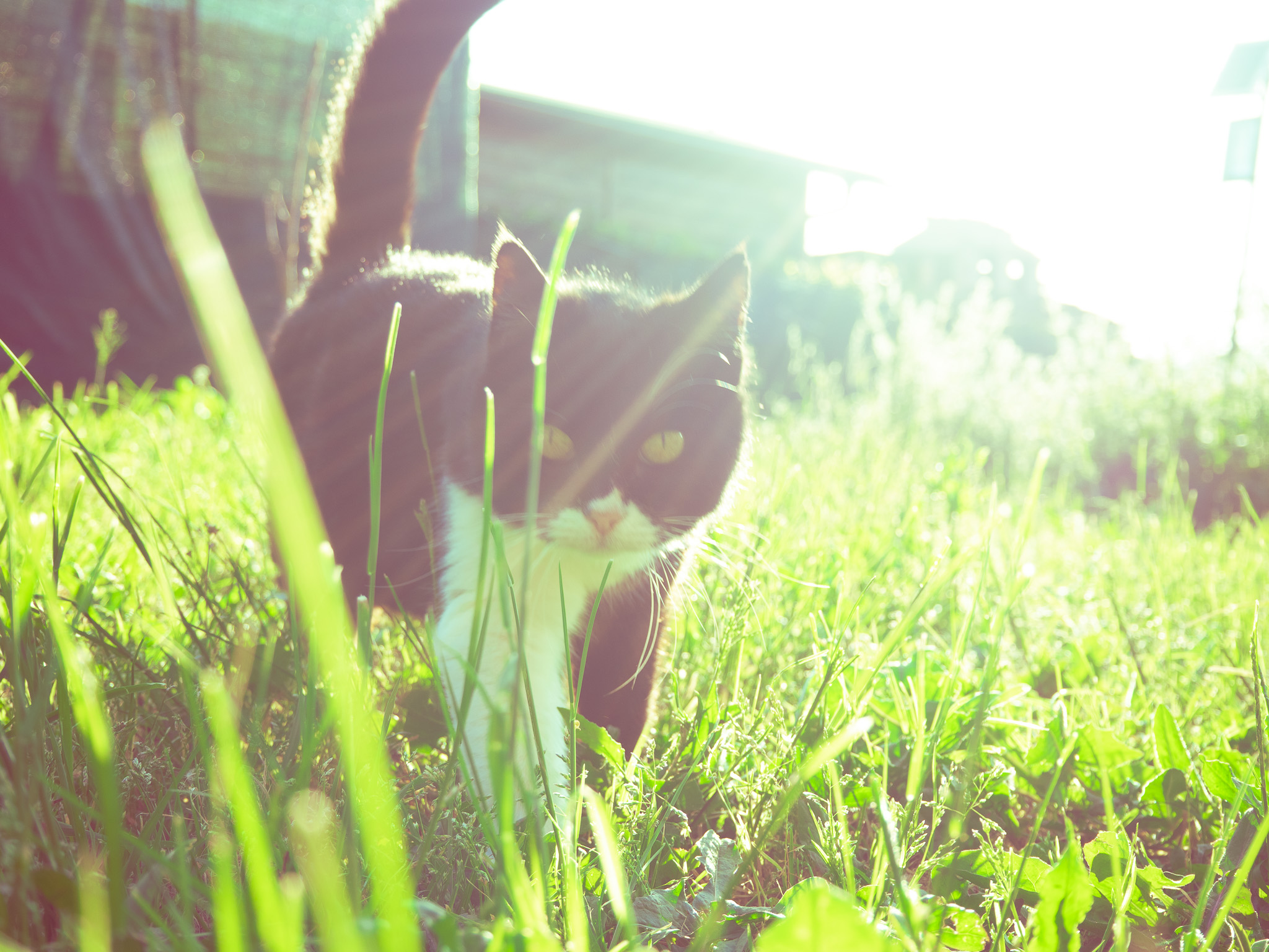 Pippi controluce