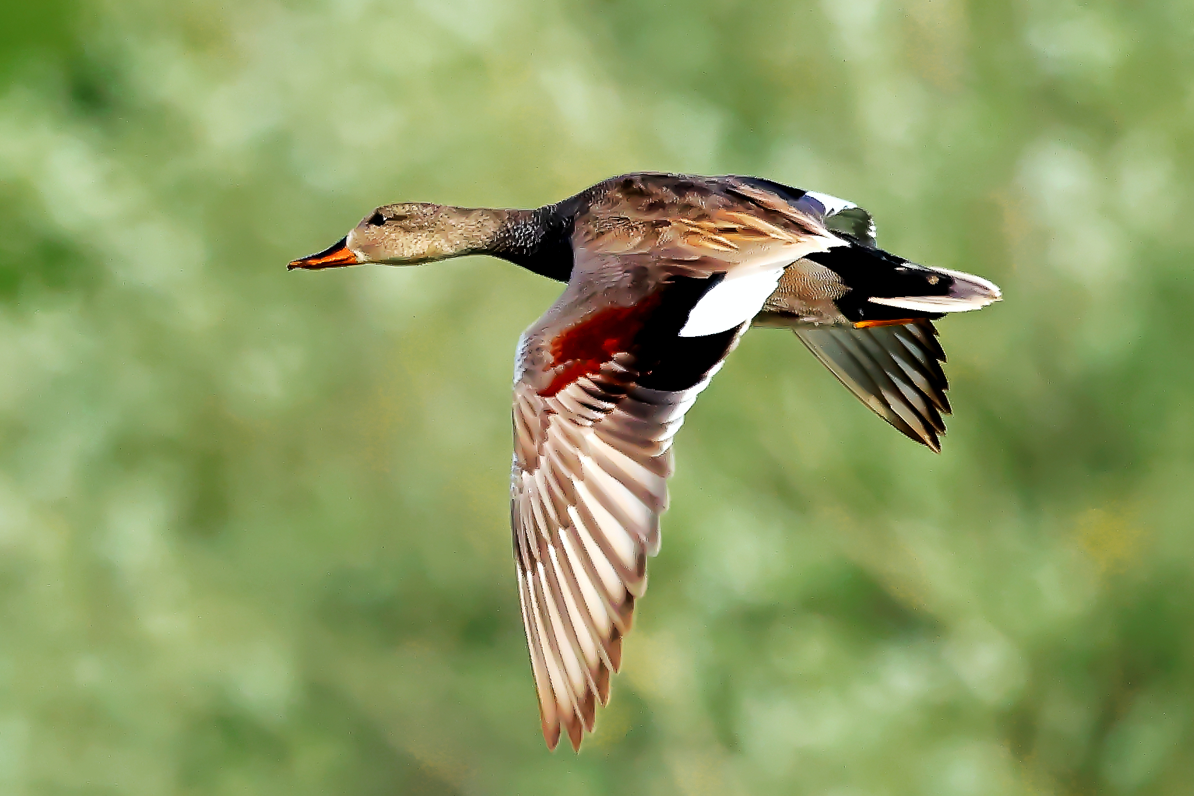 Male gadwall.