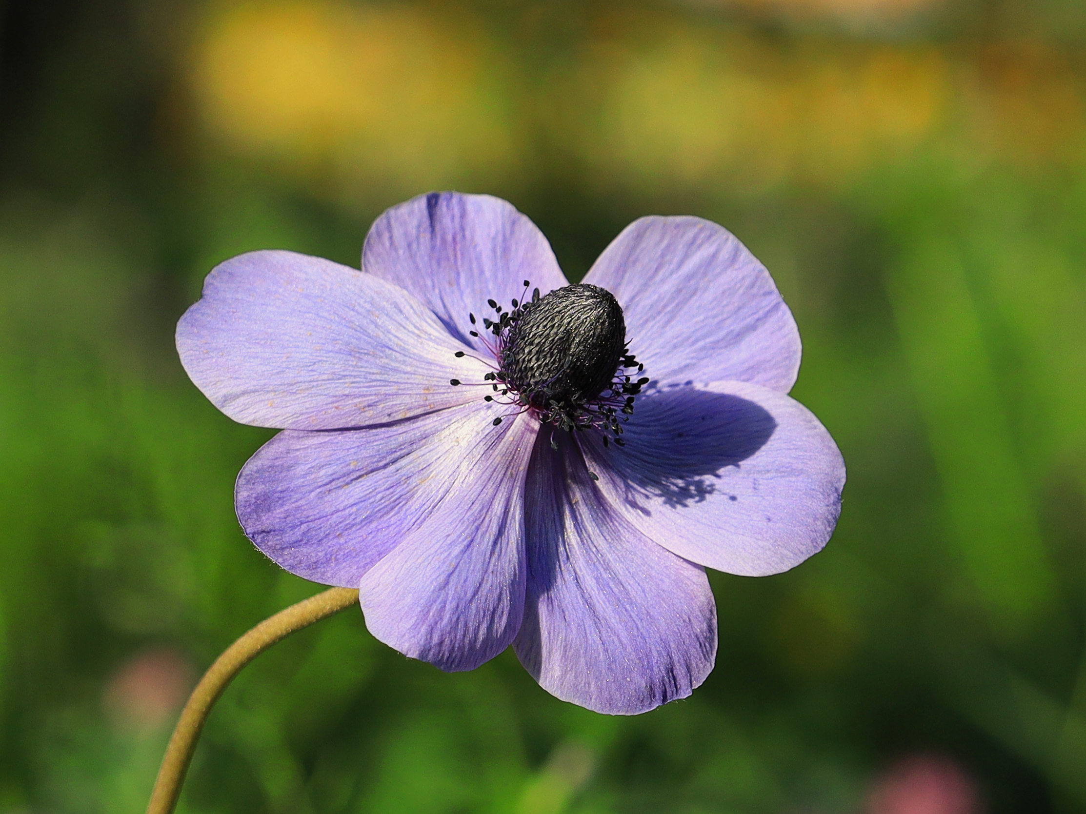The simplicity of an anemone