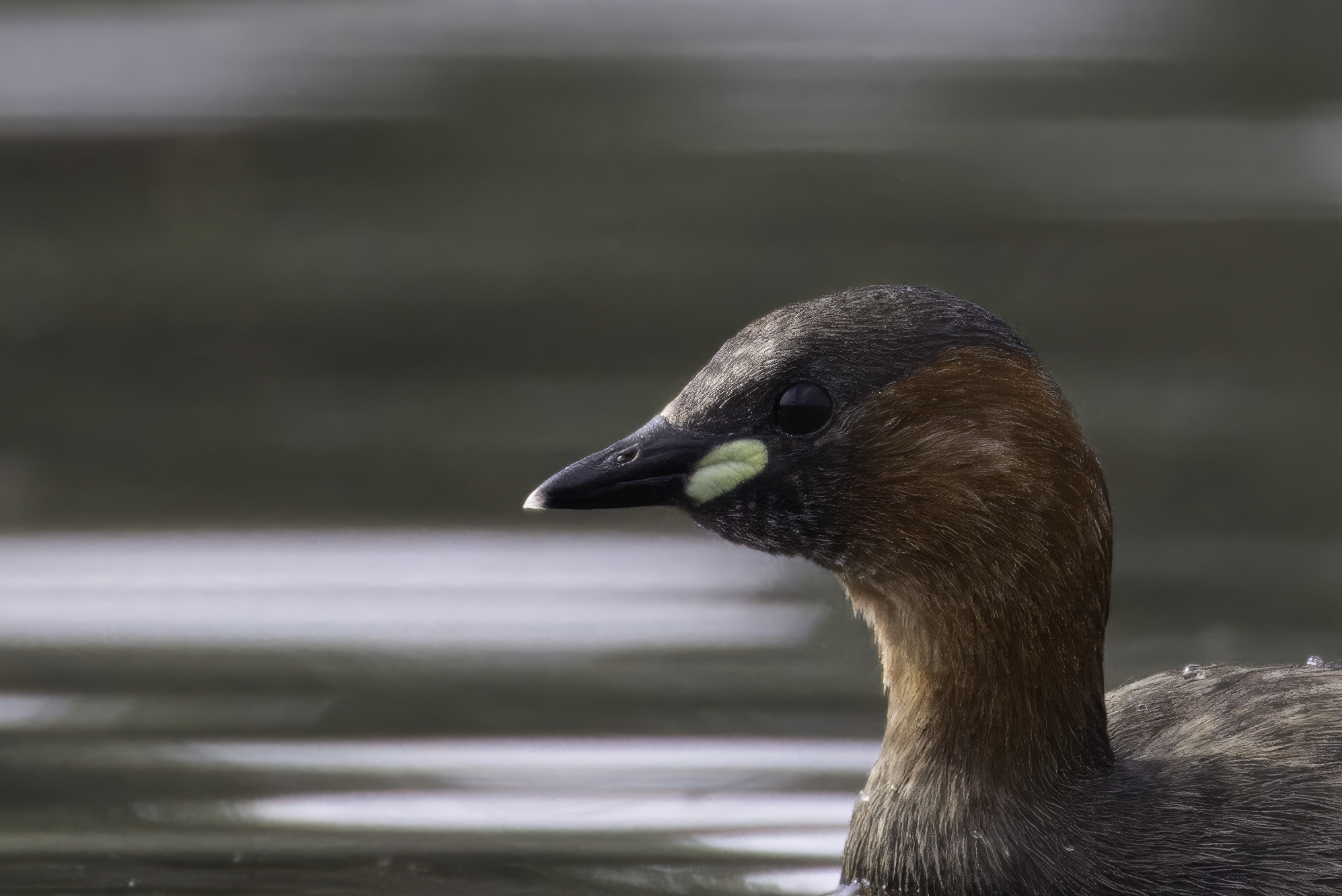 Dabchick
