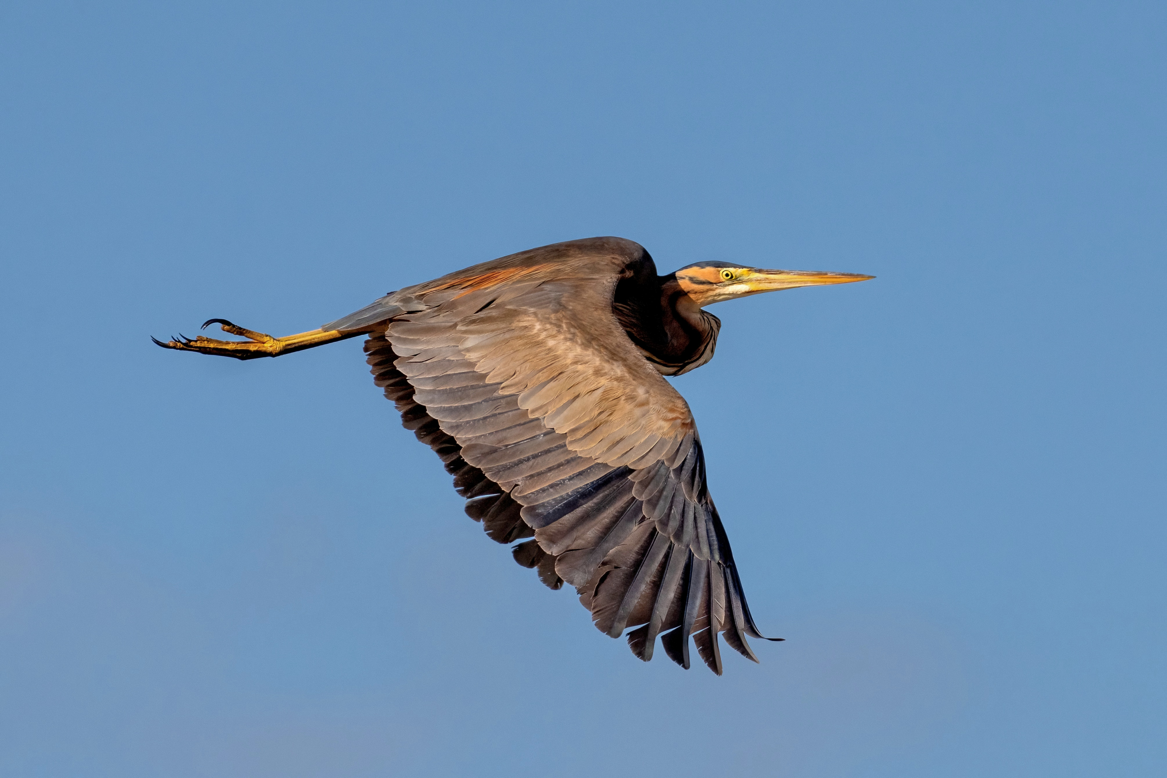 Airone rosso (Ardea purpurea)