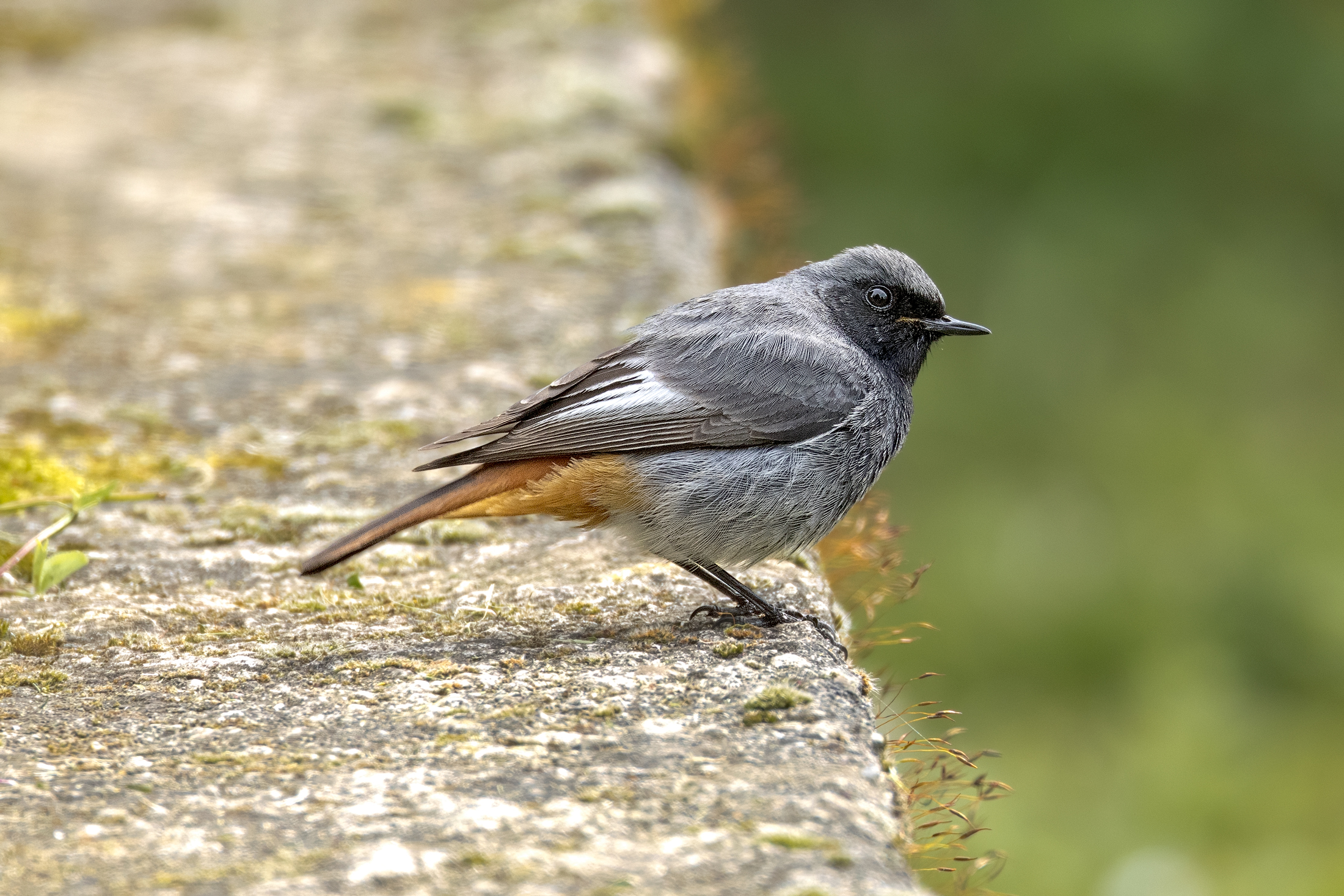 Codirosso spazzacamino