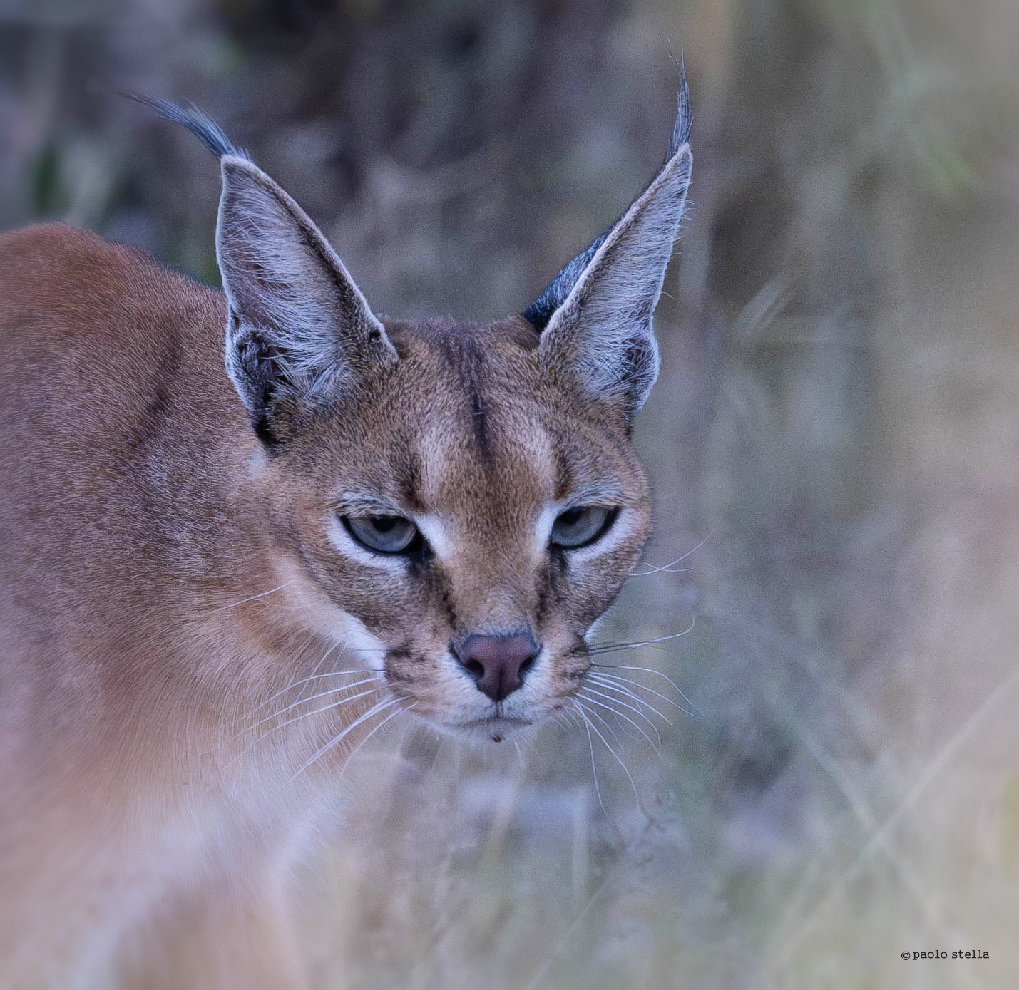 Caracal's Close-Up