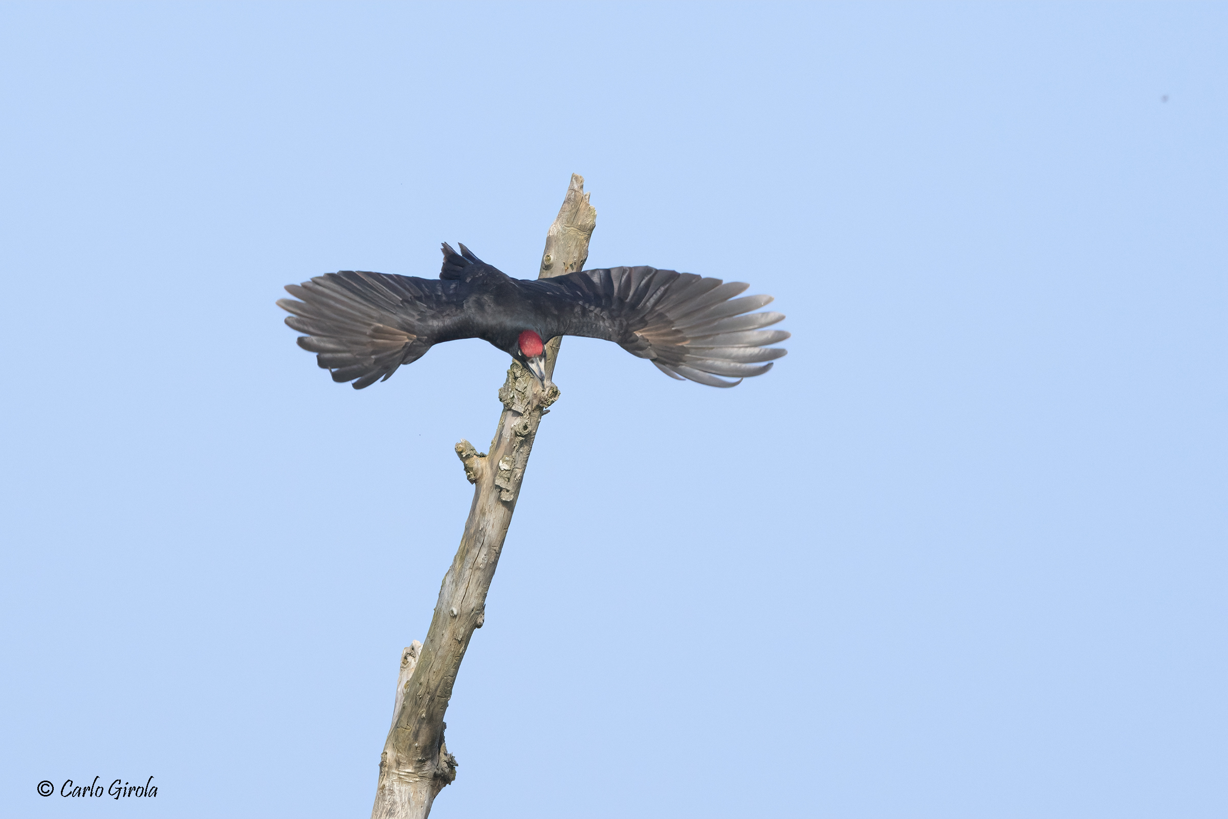 Black Woodpecker (Dryocopus martius)