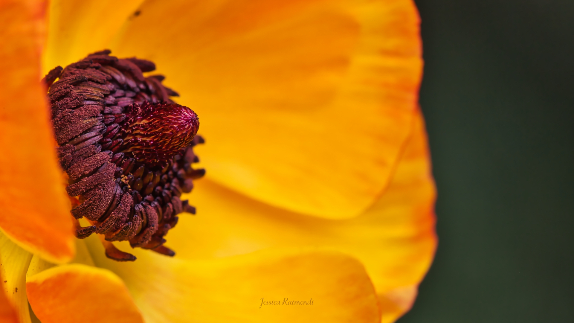 The bloom and its small details