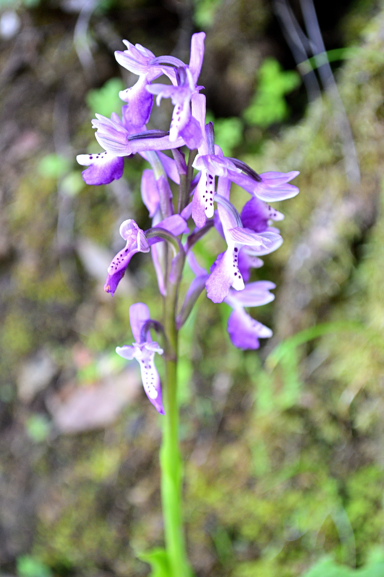 Wild Orchid