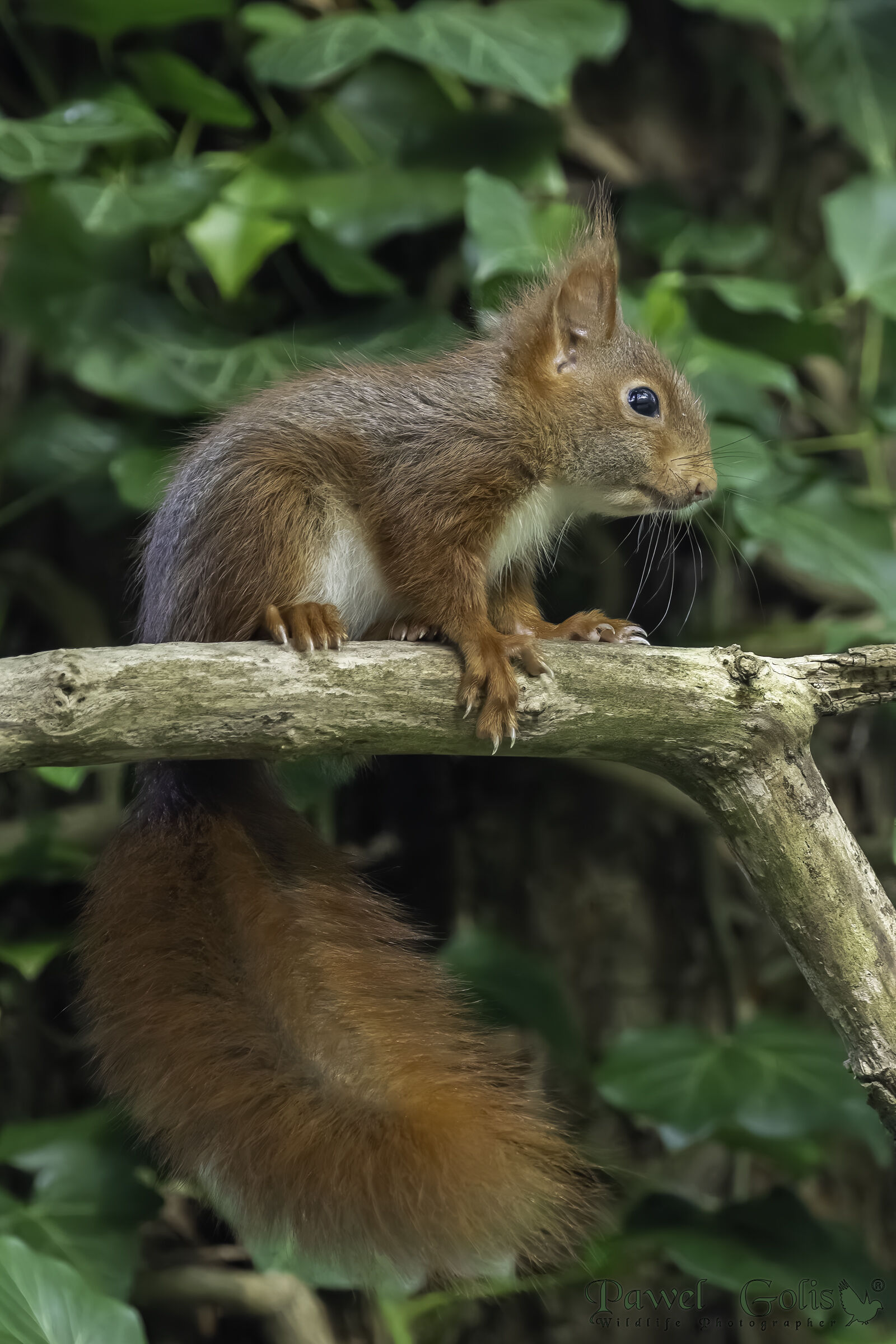 Scoiattolo rosso (Sciurus vulgaris)