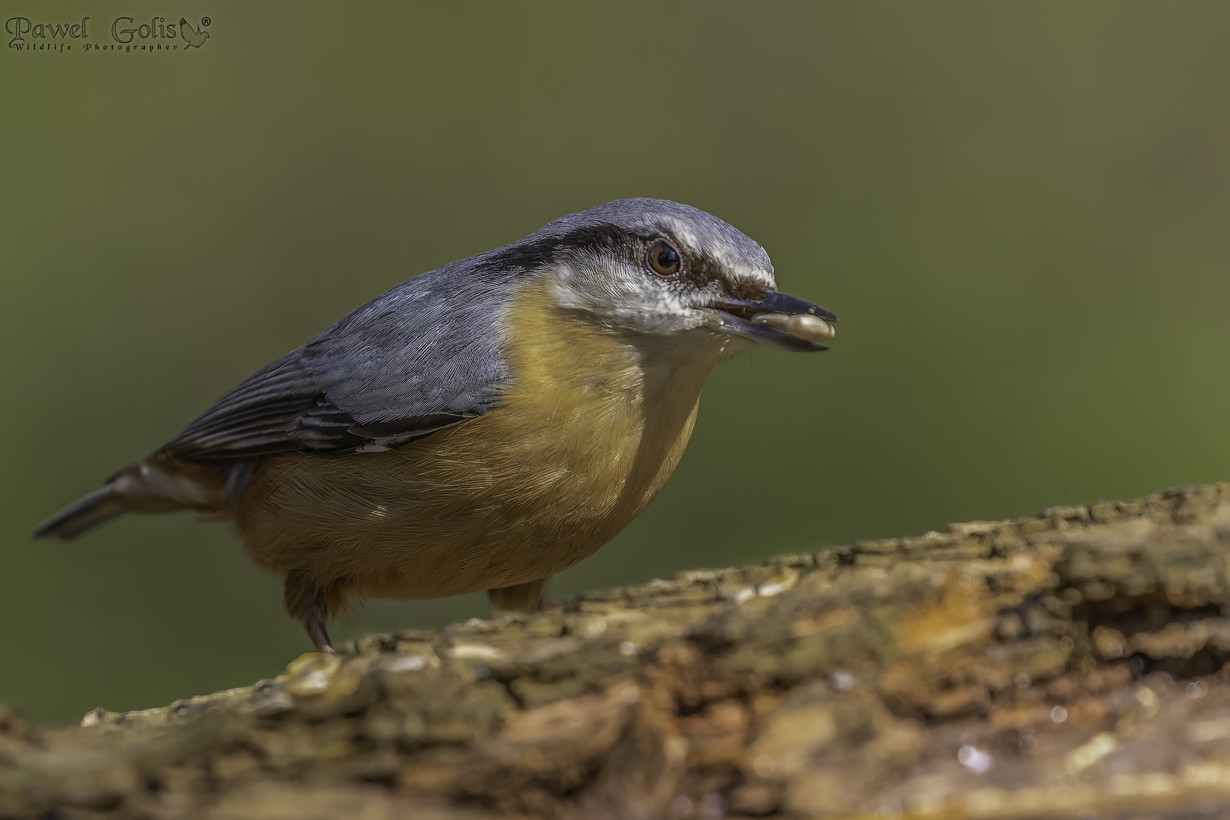 Picchio muratore (Sitta europaea)
