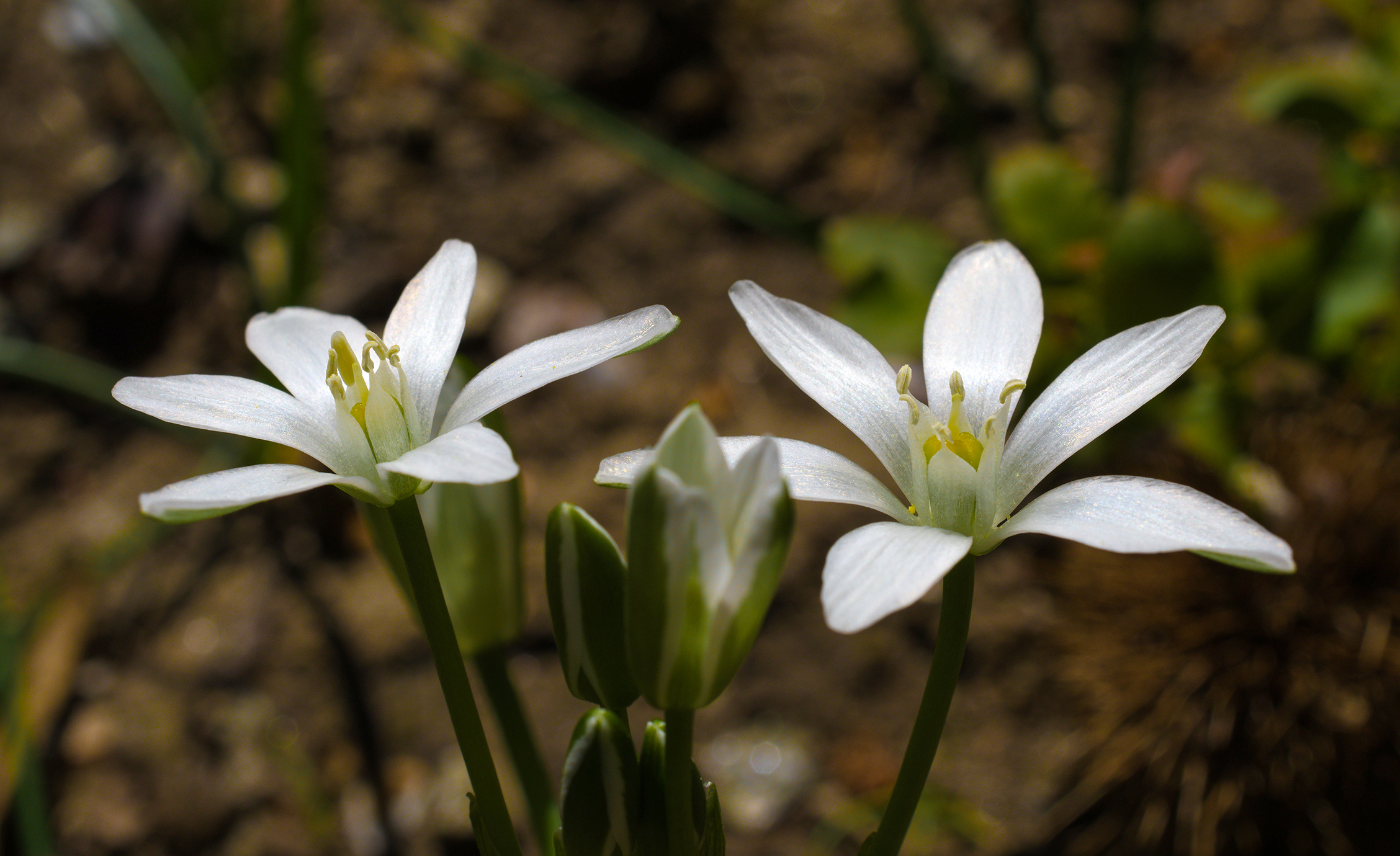 Ornithogalum umbellatum...