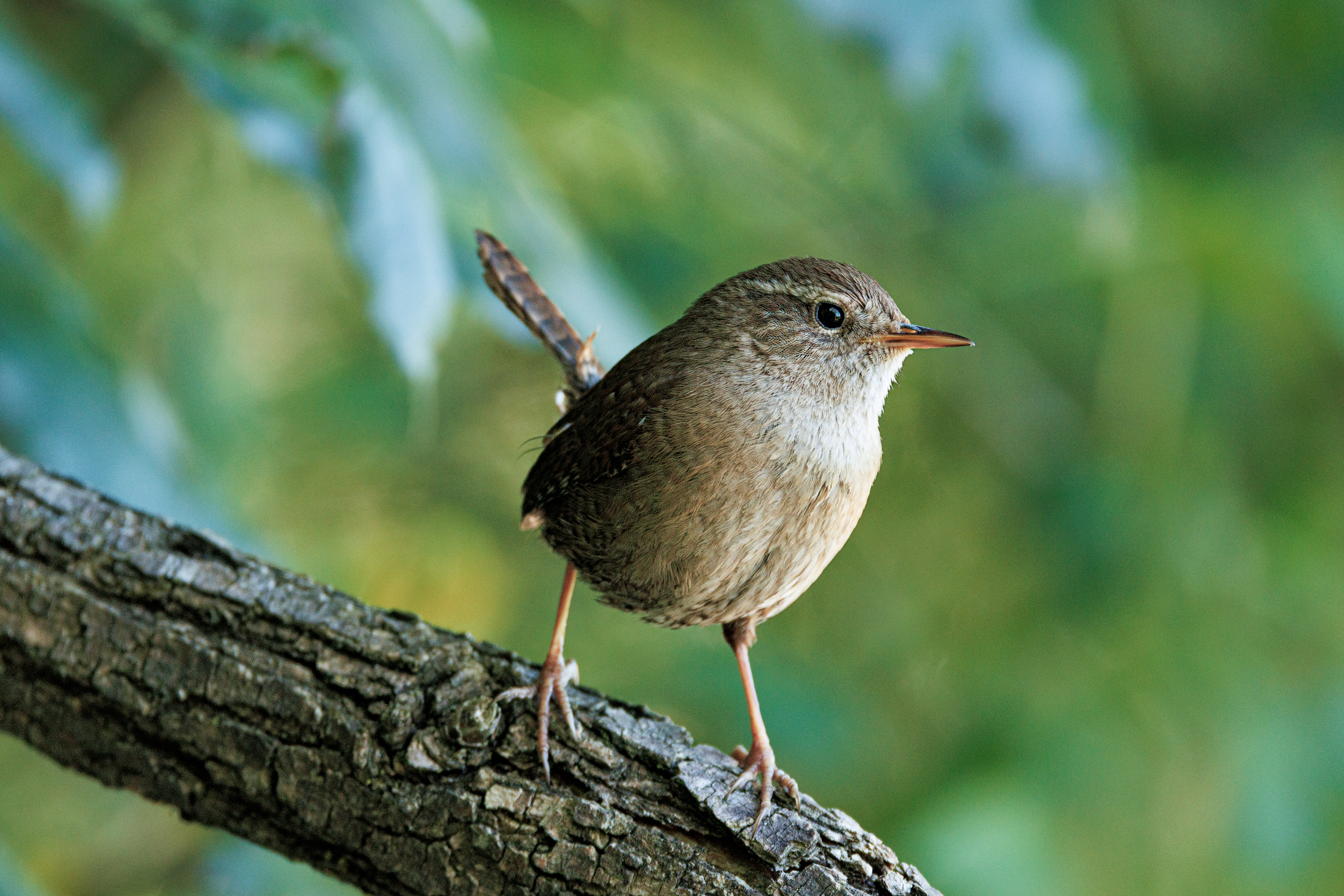 Wren