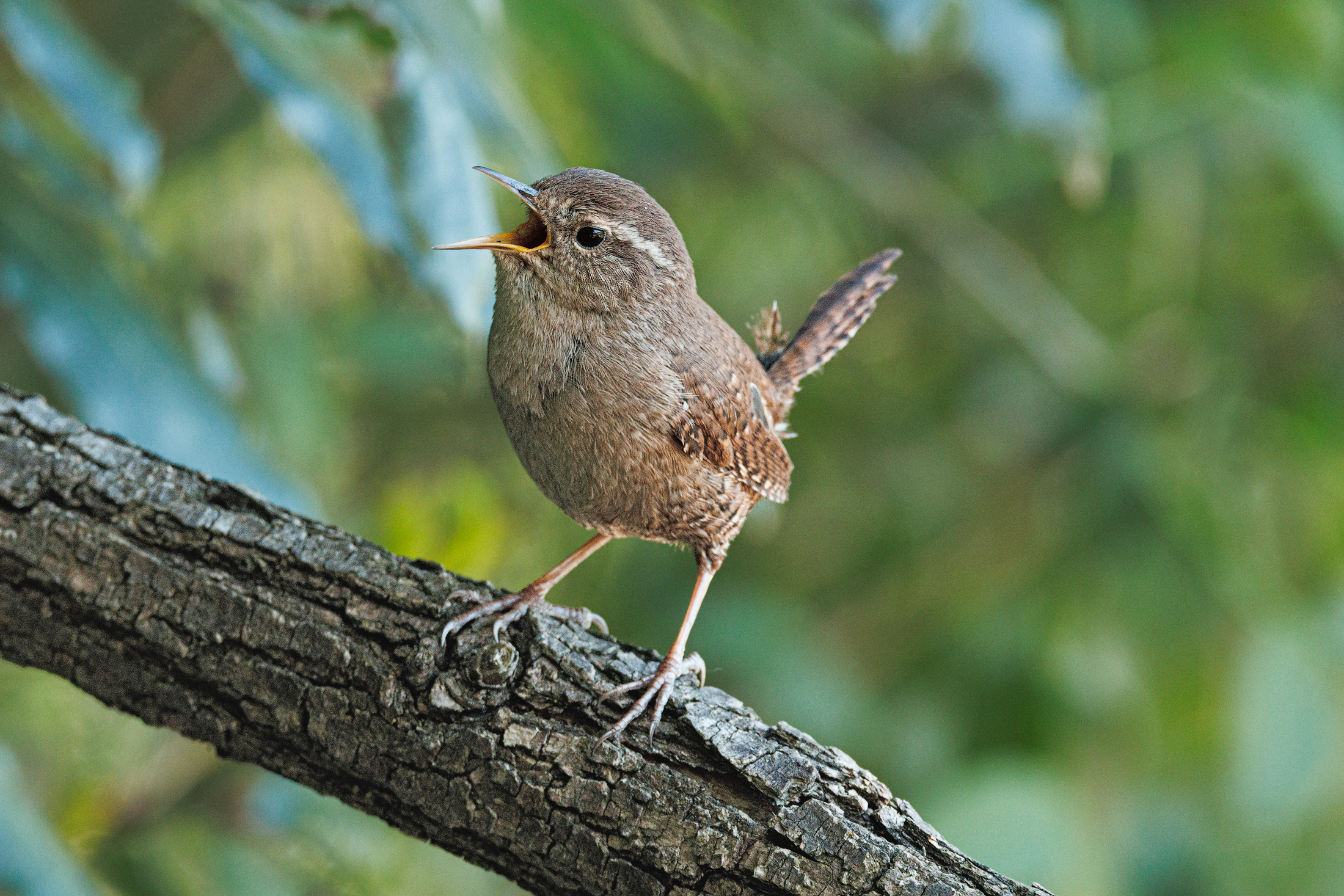 Between one break and another in the preparation of the nest