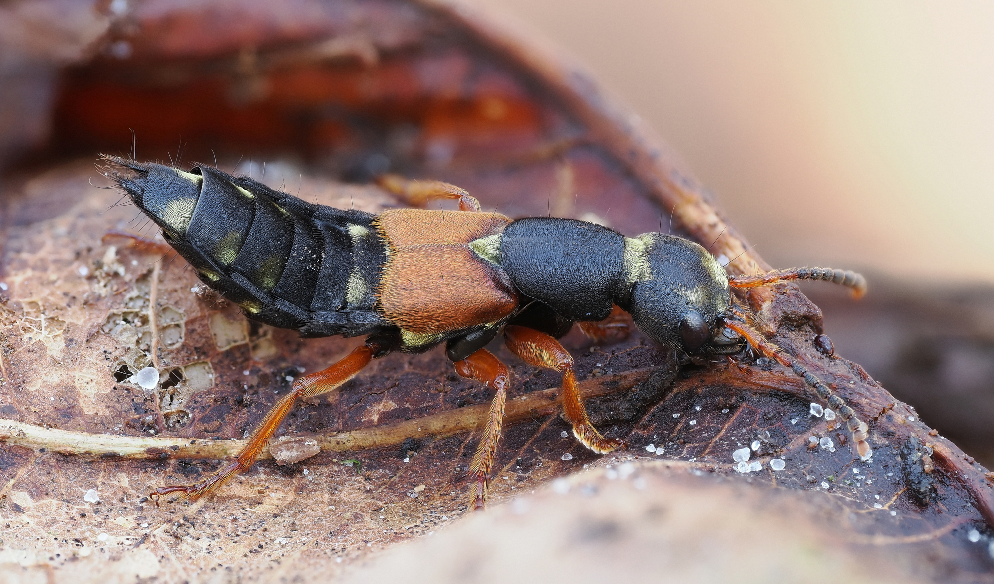 Staphylinus erythopterus