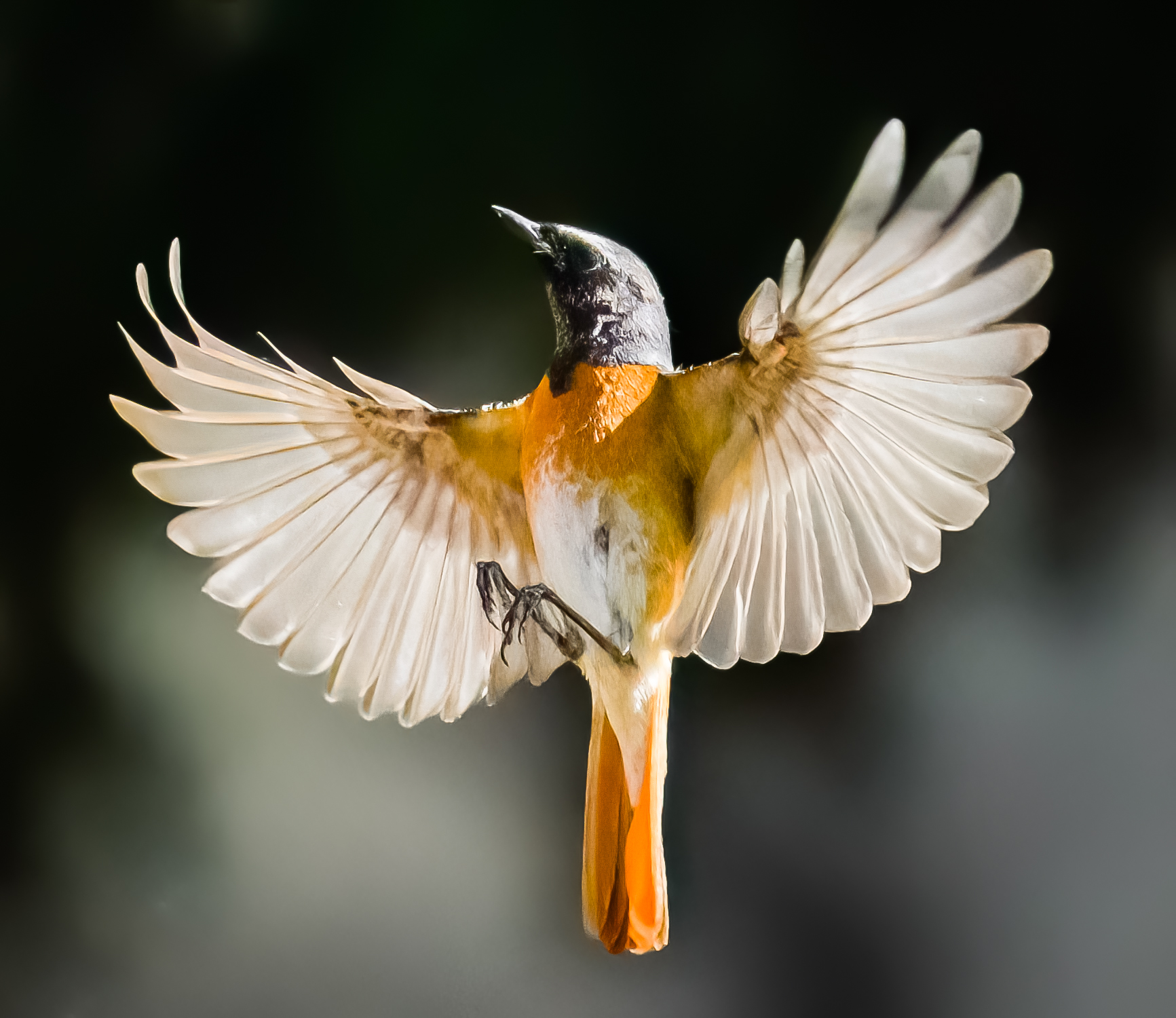 Codirosso comune in volo