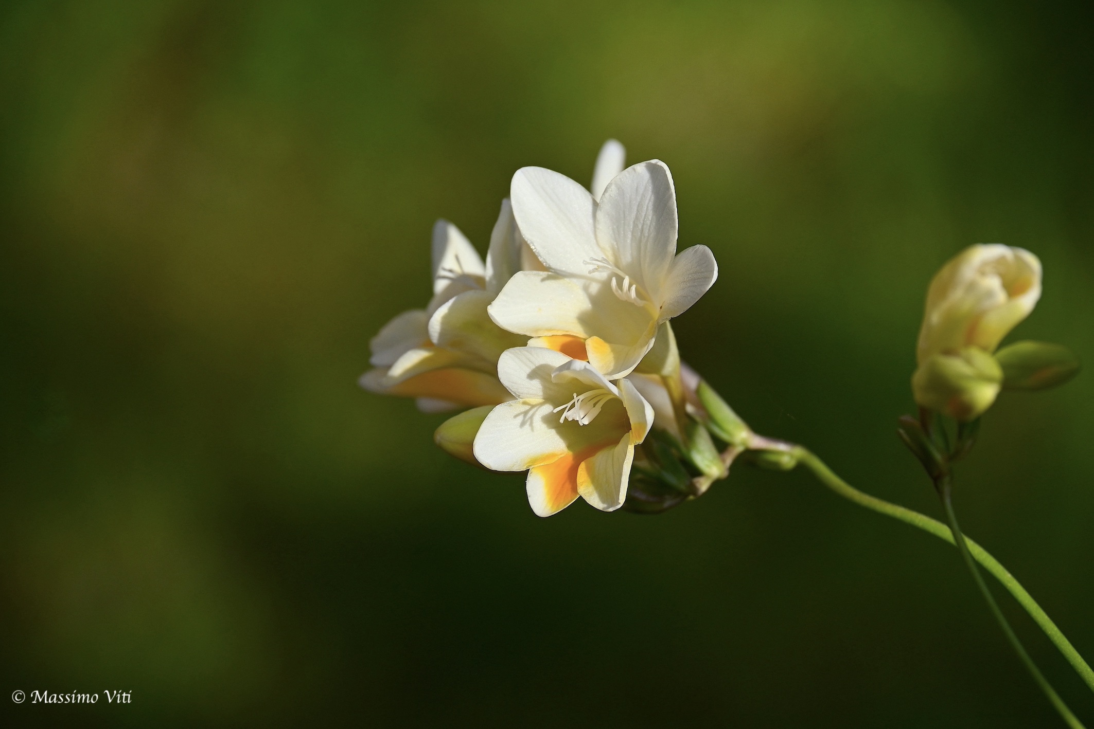 Freesia