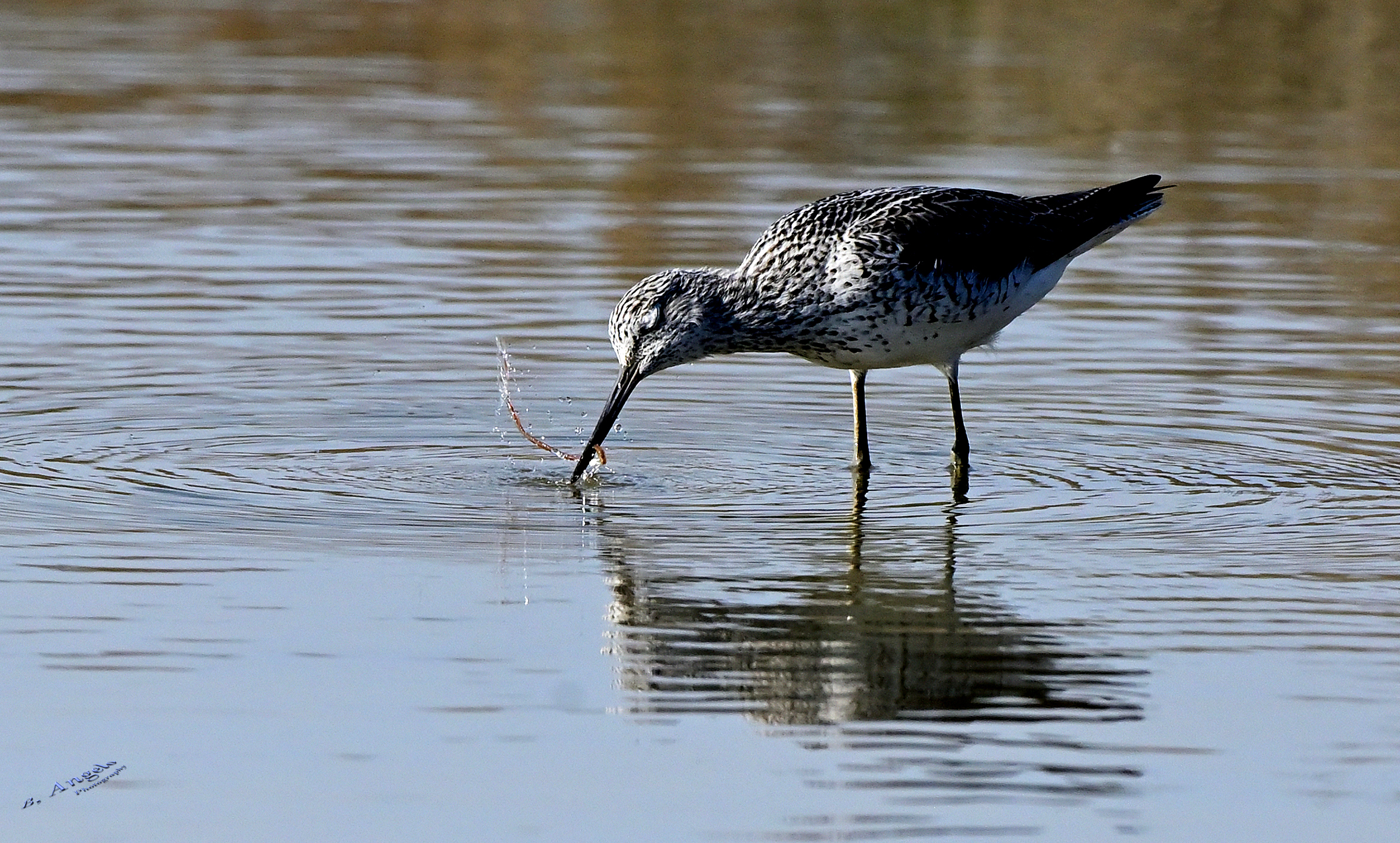 Il vermicello "  ( Pantana )