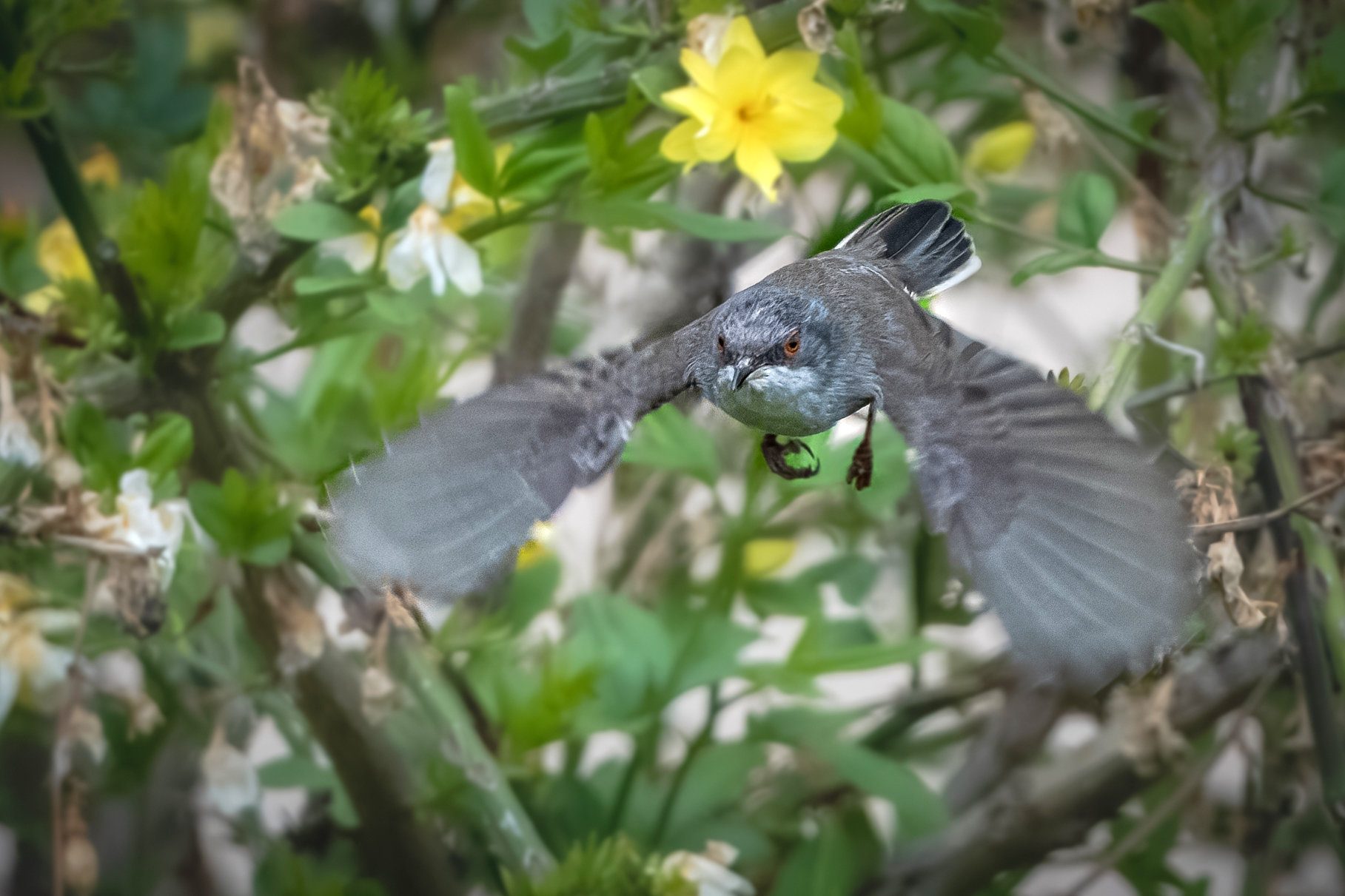 Eyebird in flight