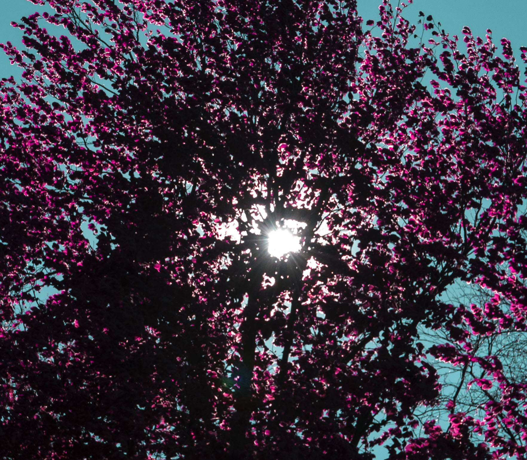 Soleado