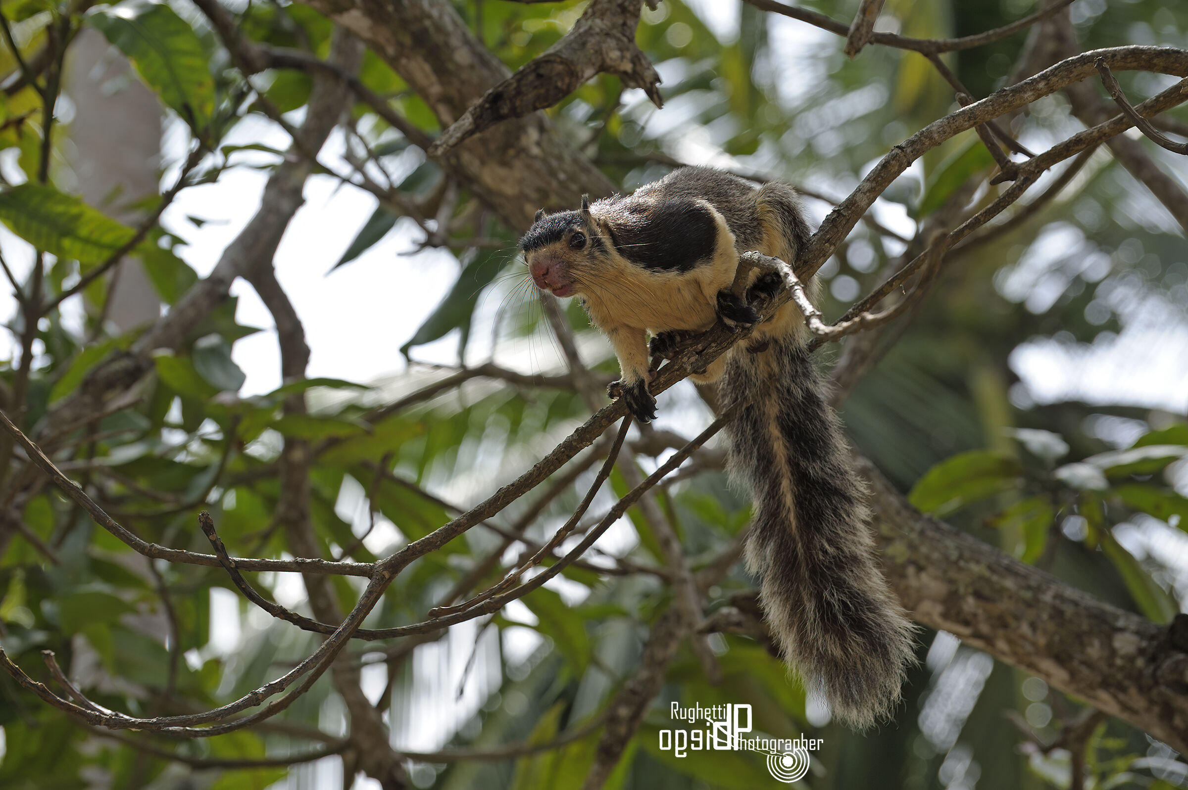 Ratufa indica